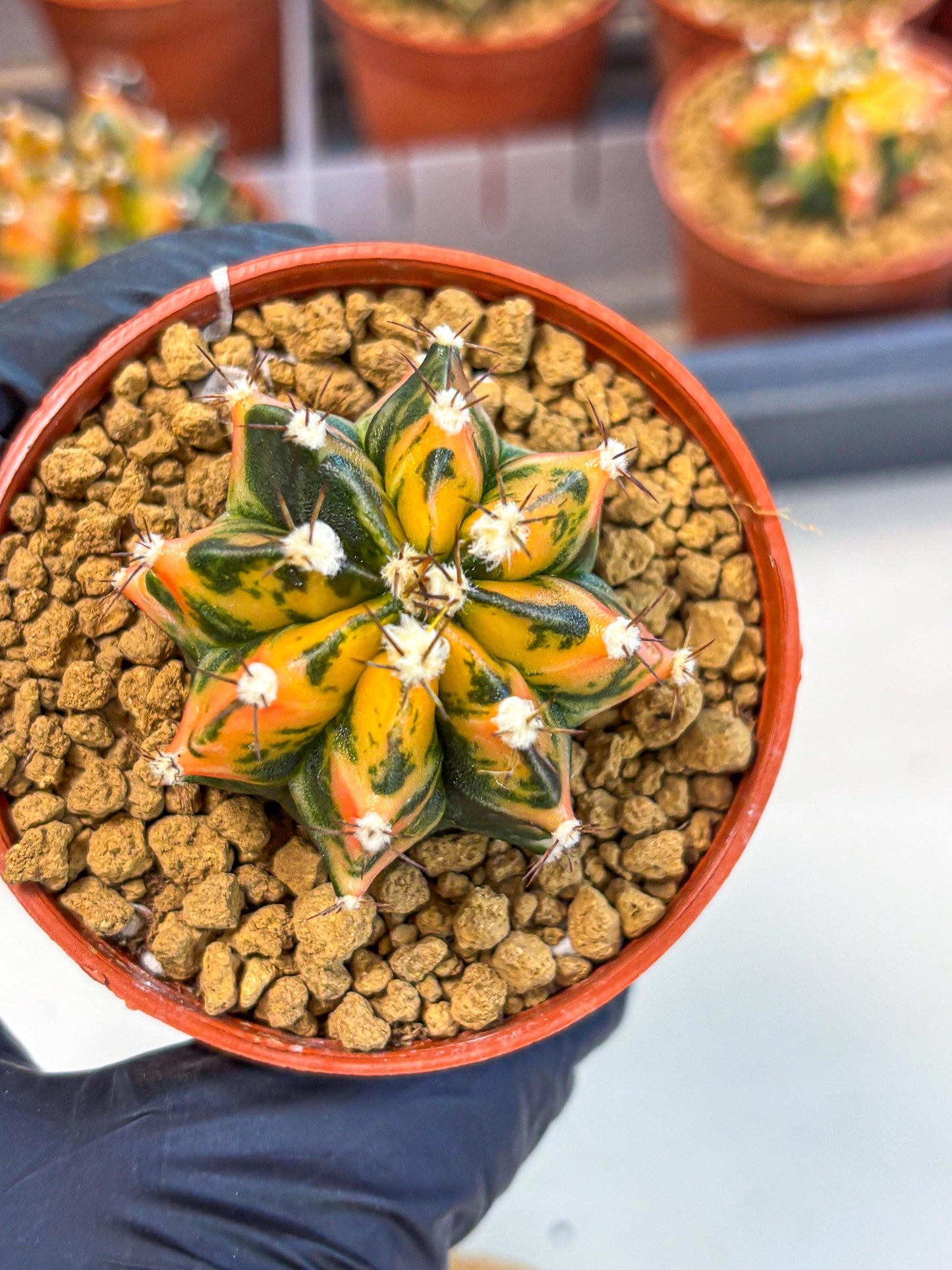 Gymnocalycium Honey Orange (gy7) (b3) | Rare Hybrid cactus