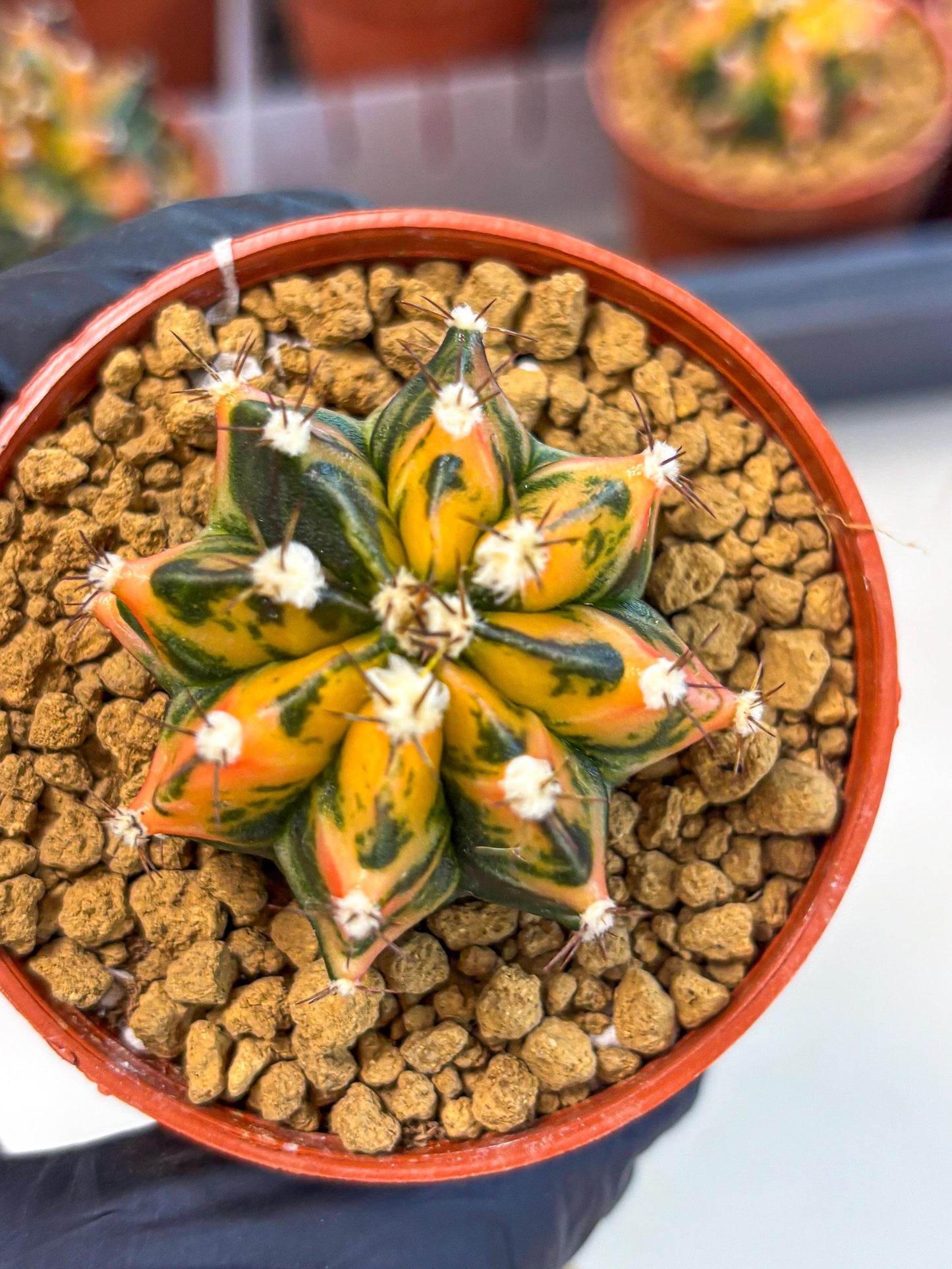 Gymnocalycium Honey Orange (gy7) (b3) | Rare Hybrid cactus