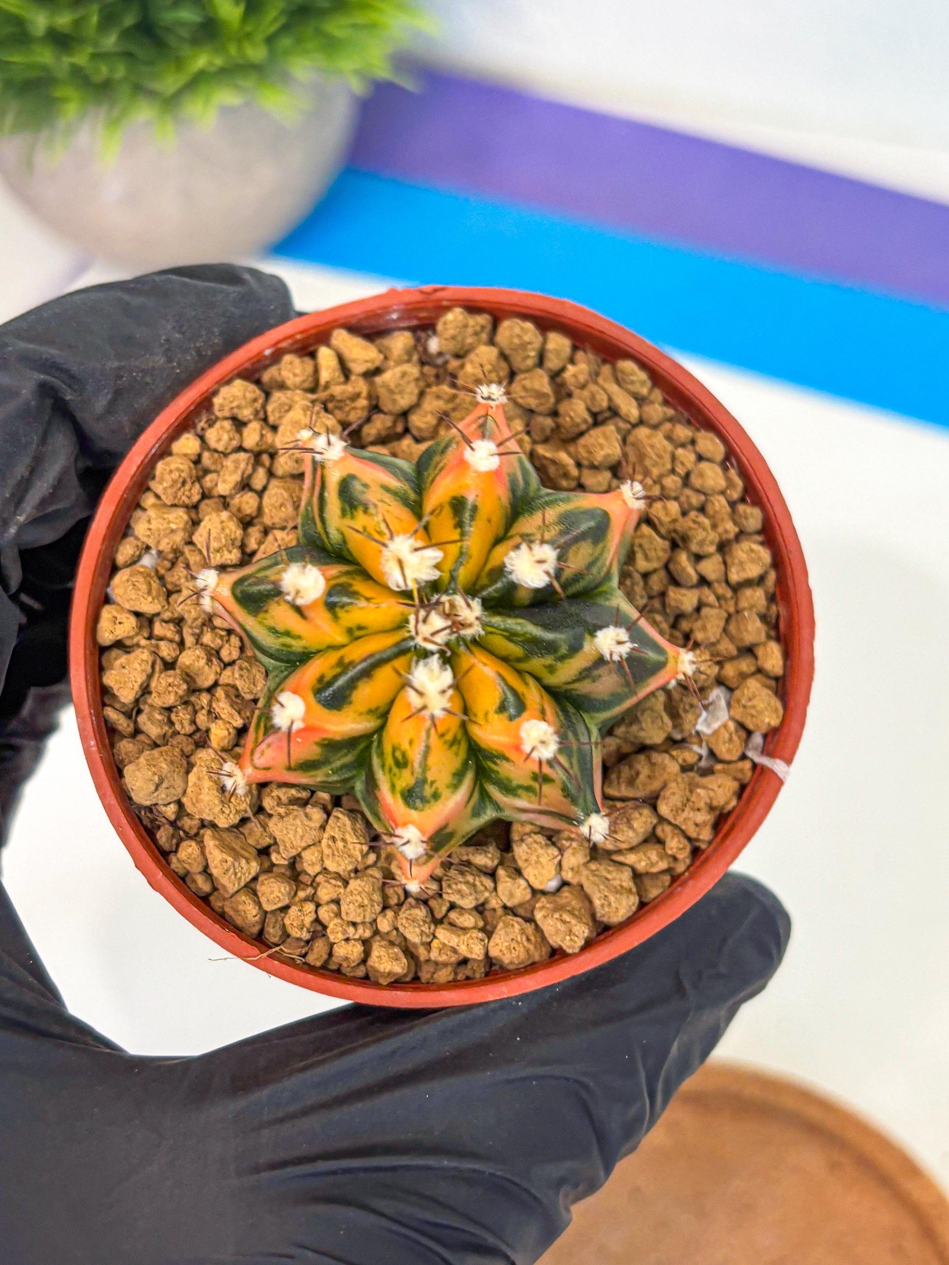 Gymnocalycium Honey Orange (gy7) (b3) | Rare Hybrid cactus
