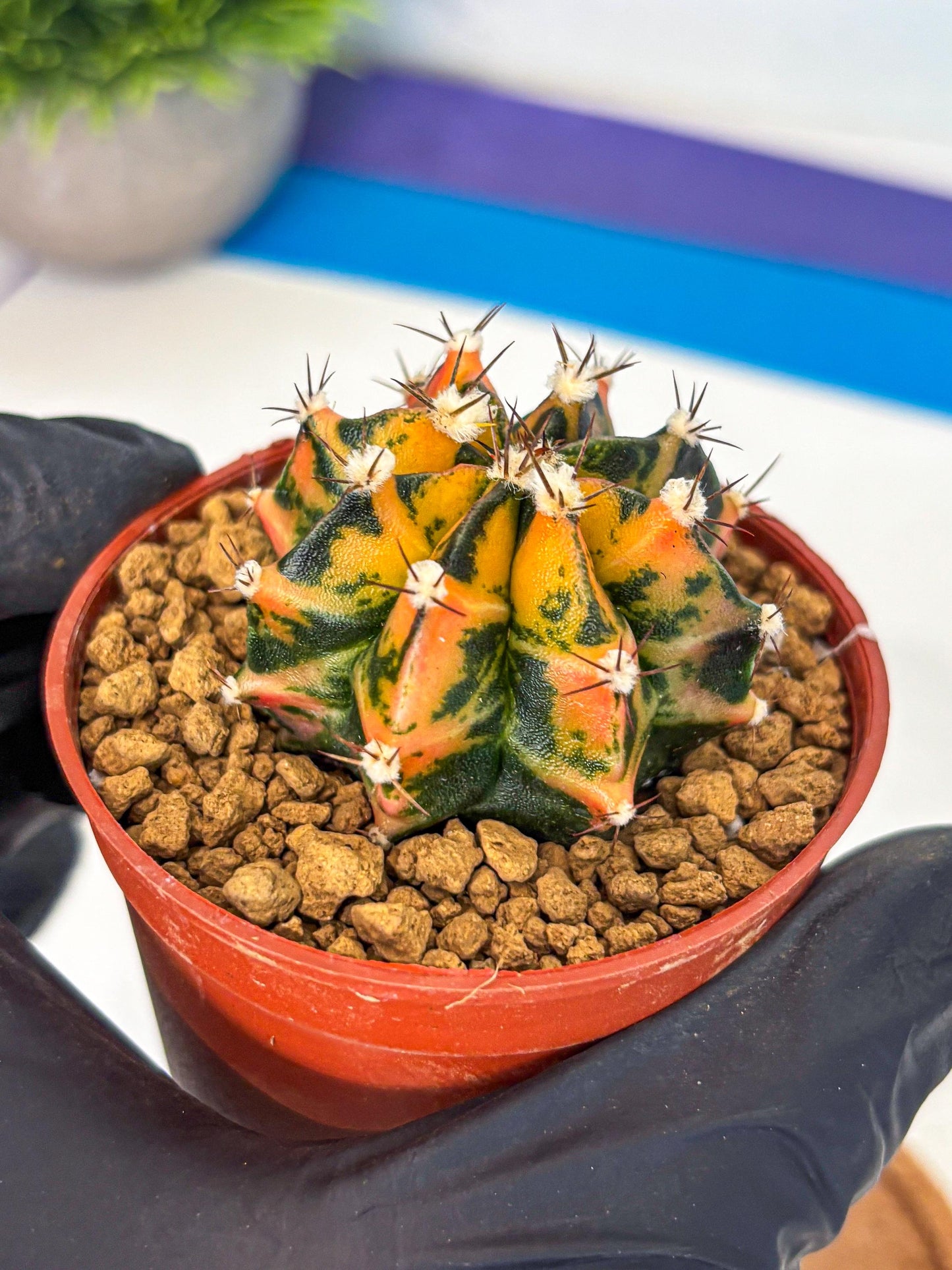 Gymnocalycium Honey Orange (gy7) (b3) | Rare Hybrid cactus