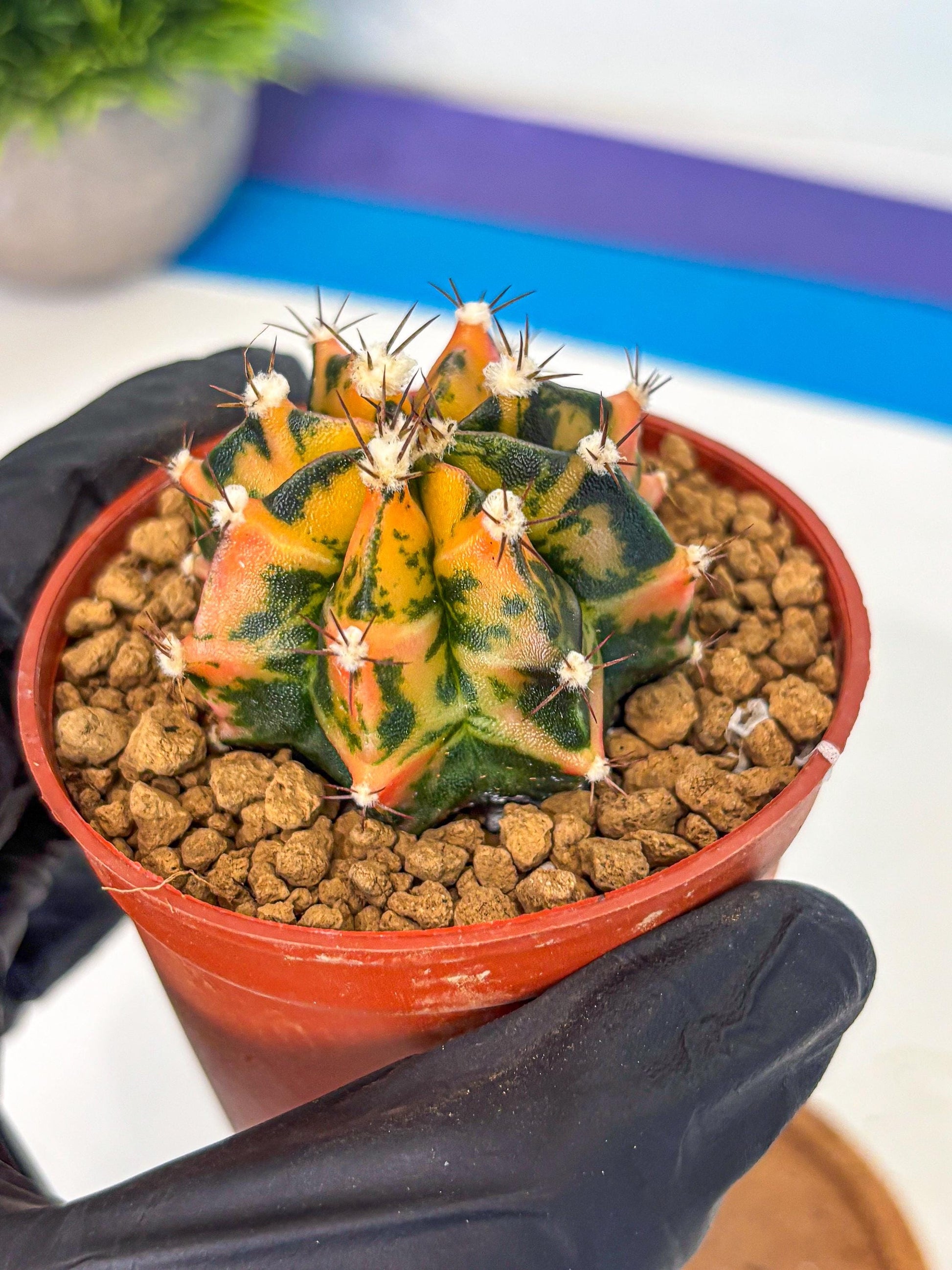 Gymnocalycium Honey Orange (gy7) (b3) | Rare Hybrid cactus