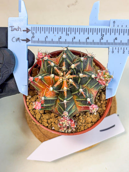 Gymnocalycium Garnet (gy8) (y1) | Variegated cactus