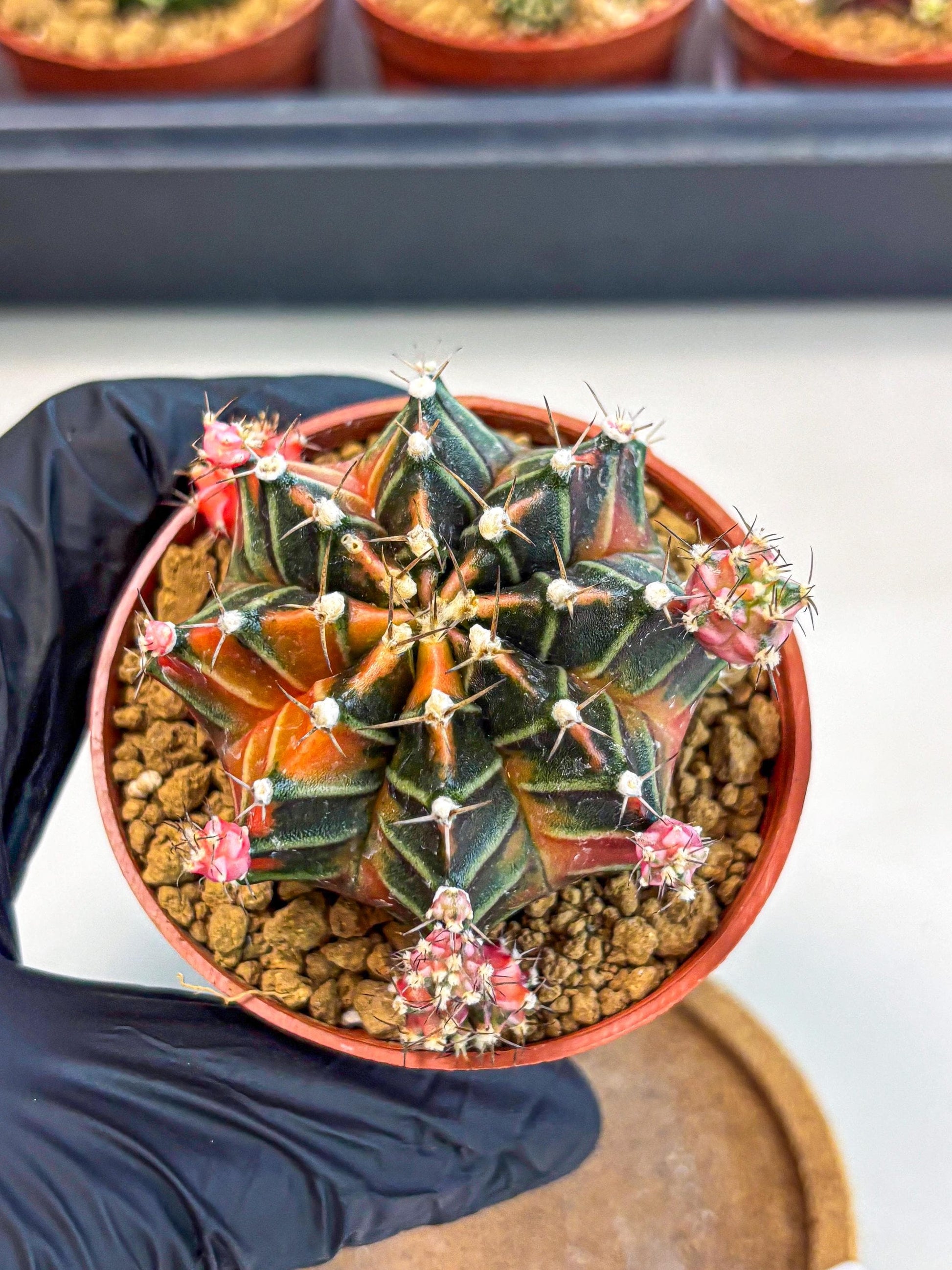Gymnocalycium Garnet (gy8) (y1) | Variegated cactus