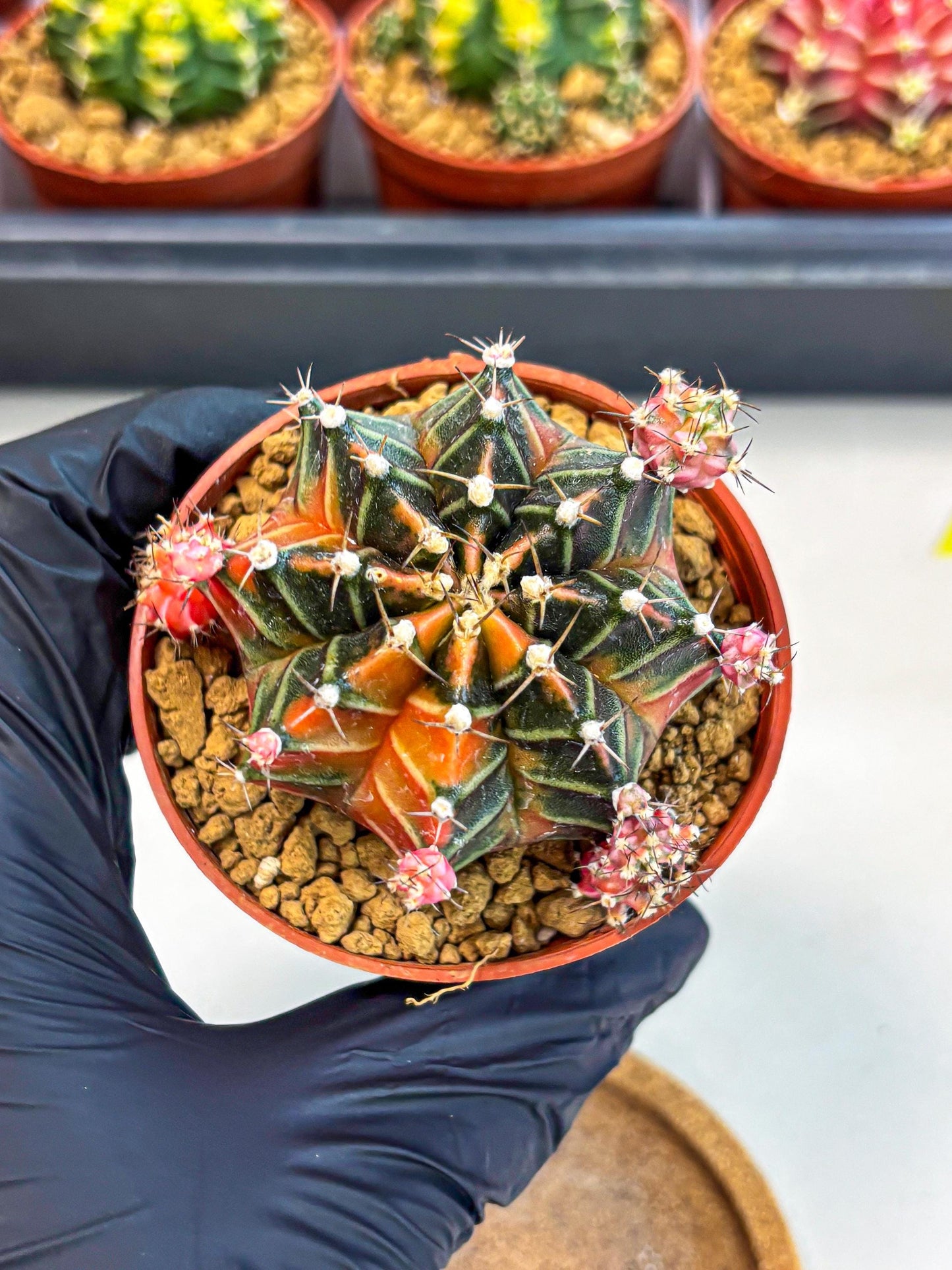 Gymnocalycium Garnet (gy8) (y1) | Variegated cactus