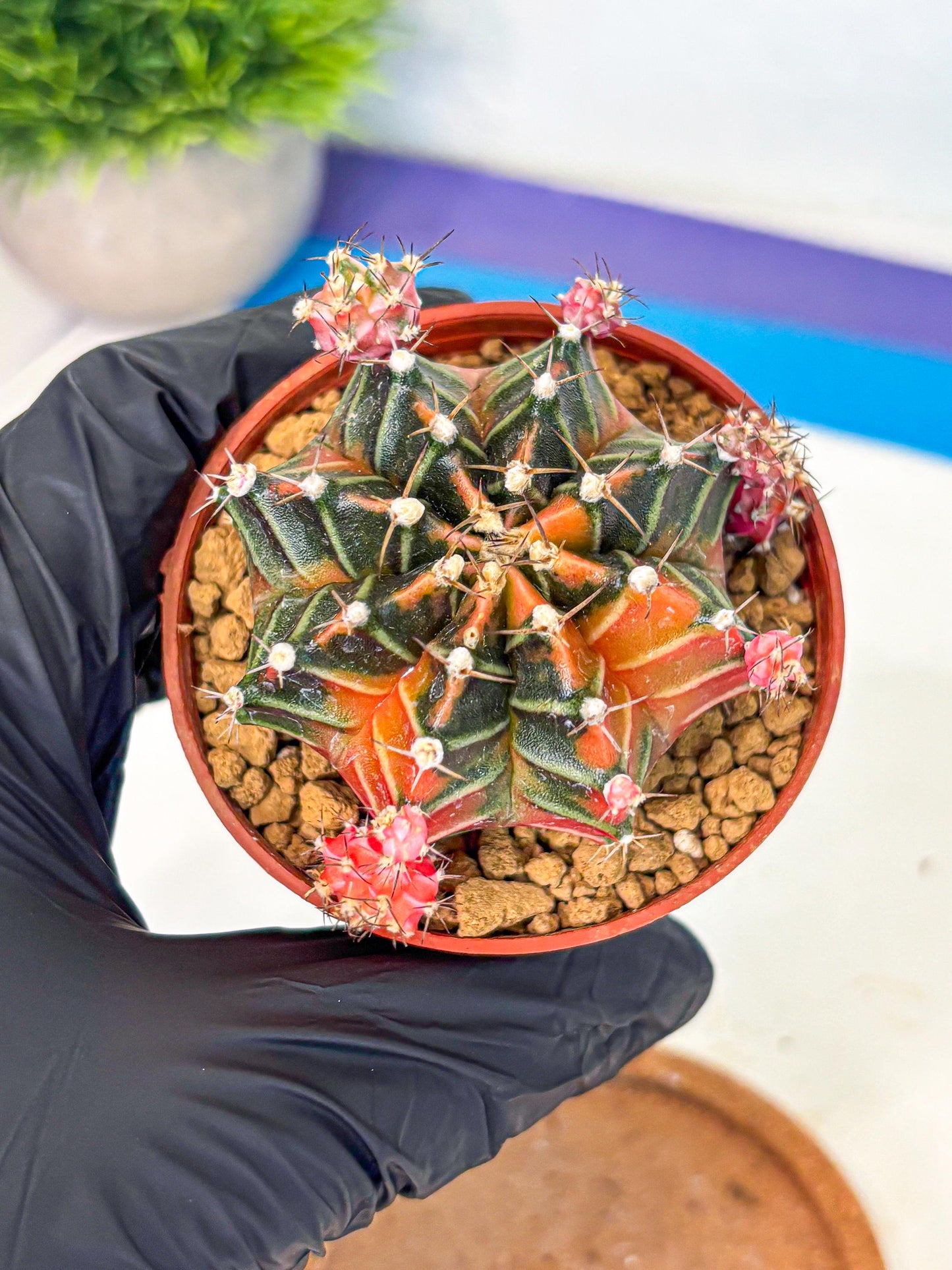 Gymnocalycium Garnet (gy8) (y1) | Variegated cactus