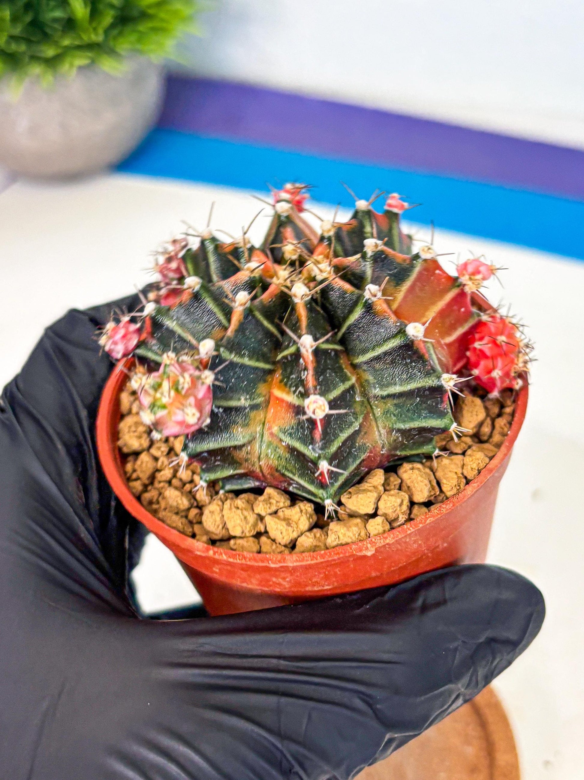 Gymnocalycium Garnet (gy8) (y1) | Variegated cactus