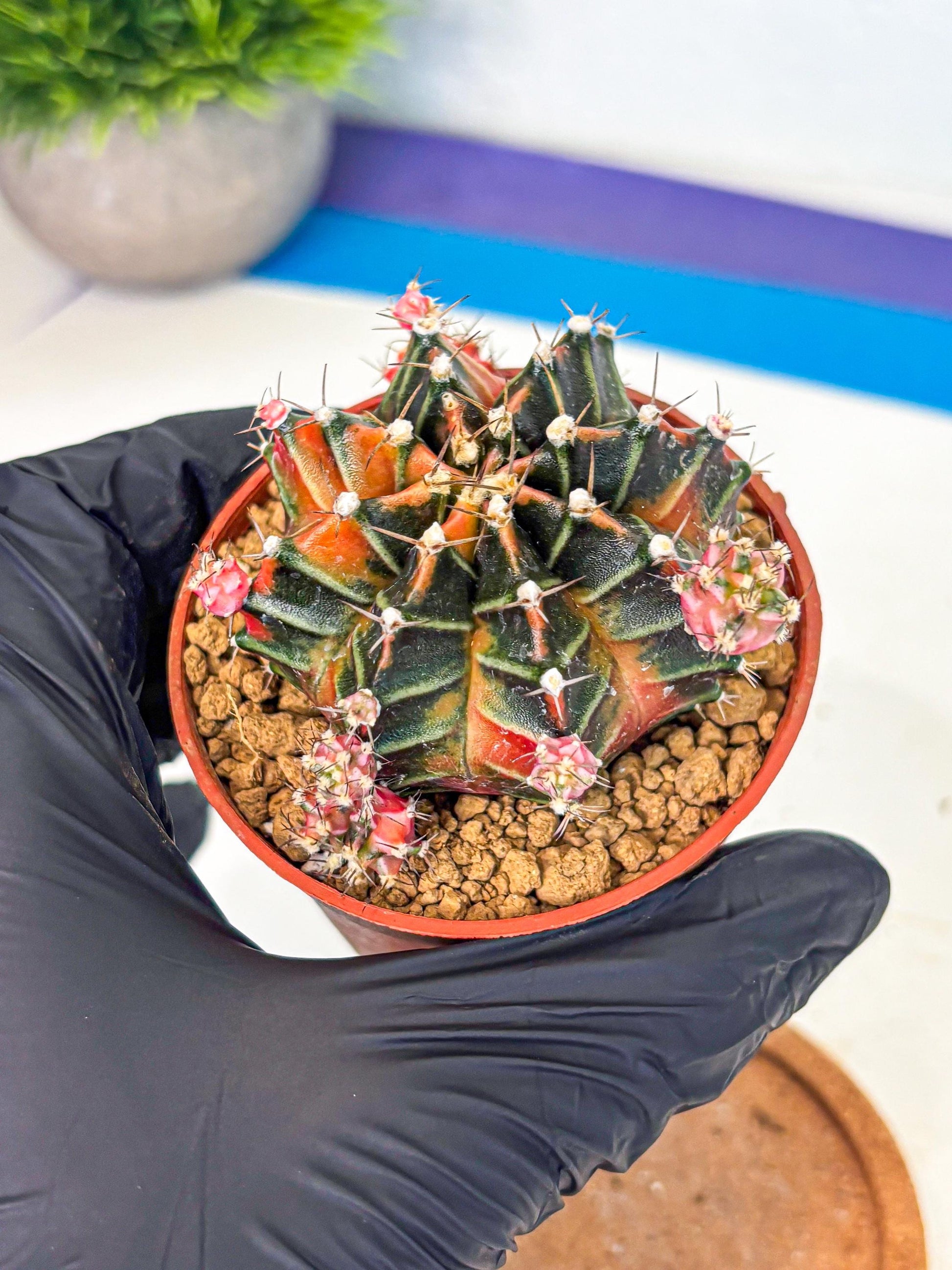 Gymnocalycium Garnet (gy8) (y1) | Variegated cactus