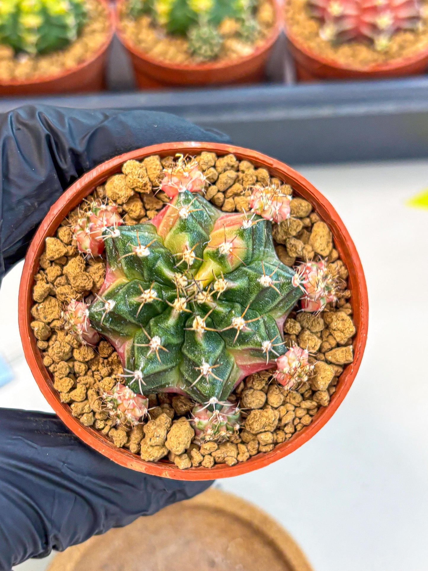 Gymnocalycium Bubble Gum (gy8) (y3) | Special Hybrid cactus