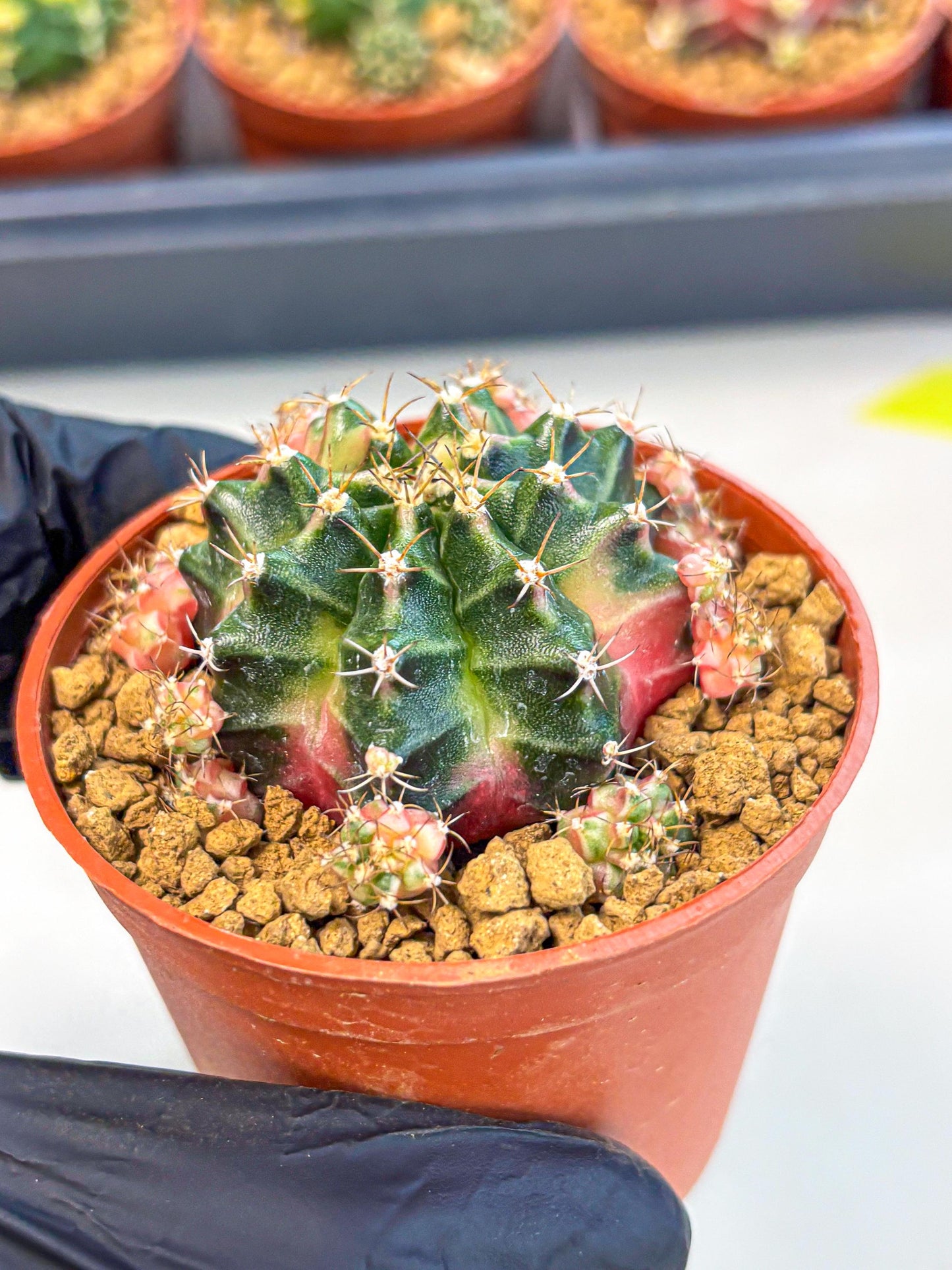 Gymnocalycium Bubble Gum (gy8) (y3) | Special Hybrid cactus