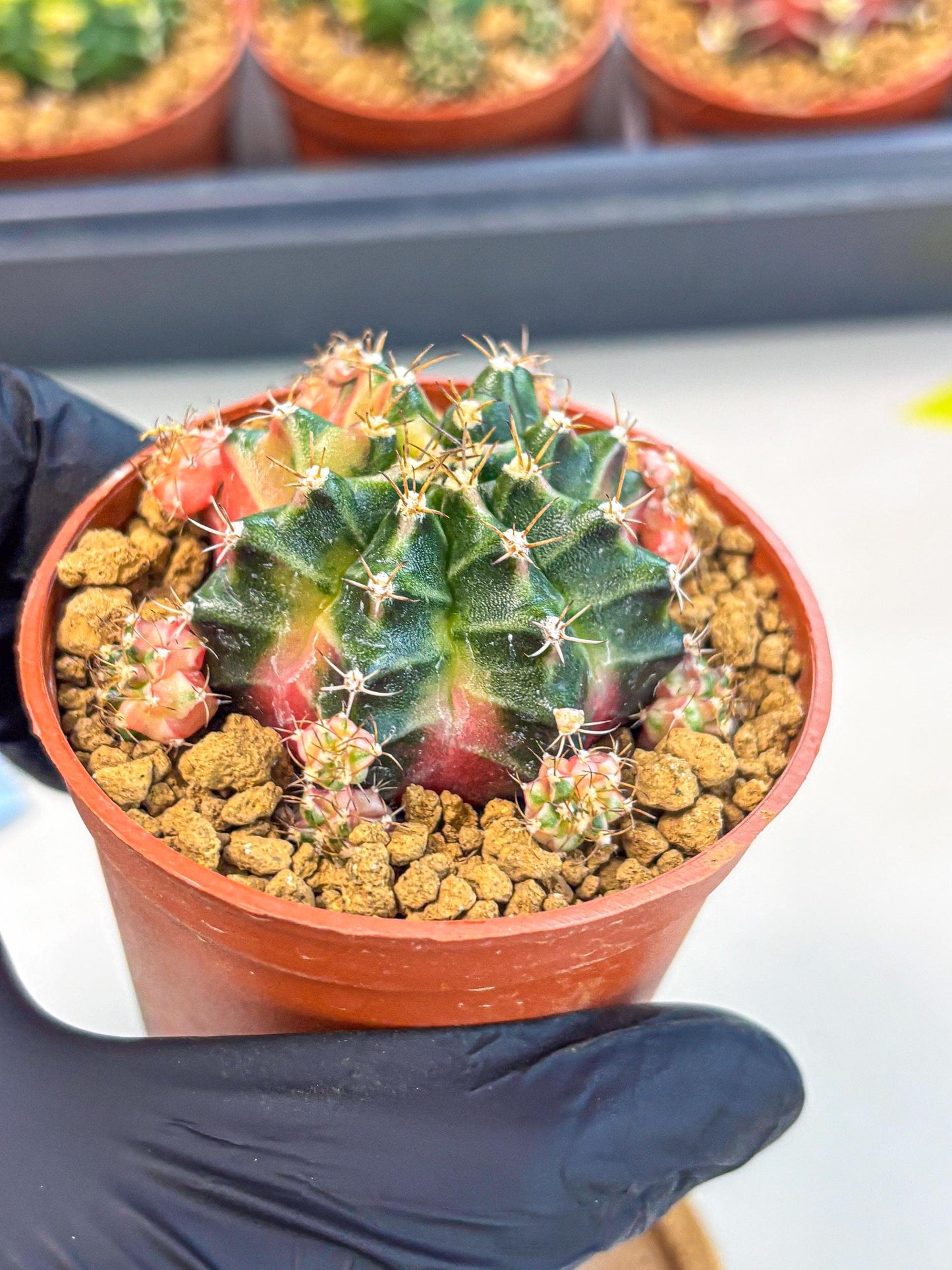 Gymnocalycium Bubble Gum (gy8) (y3) | Special Hybrid cactus