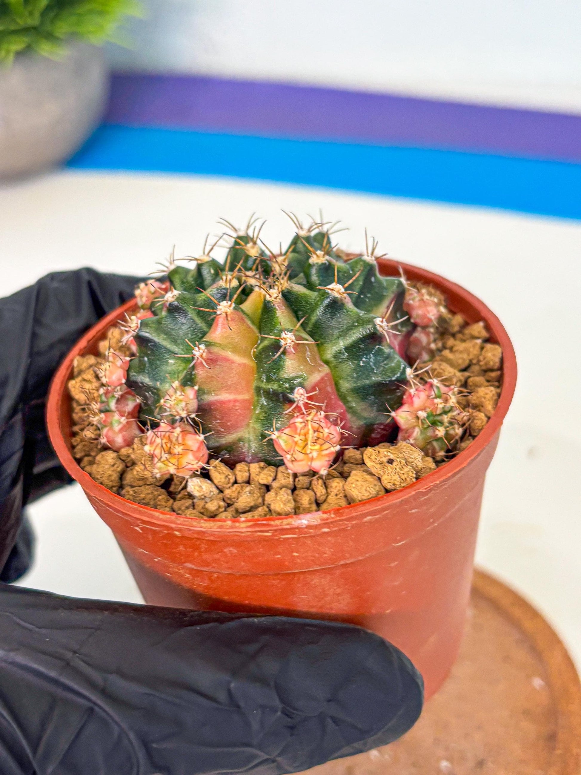 Gymnocalycium Bubble Gum (gy8) (y3) | Special Hybrid cactus