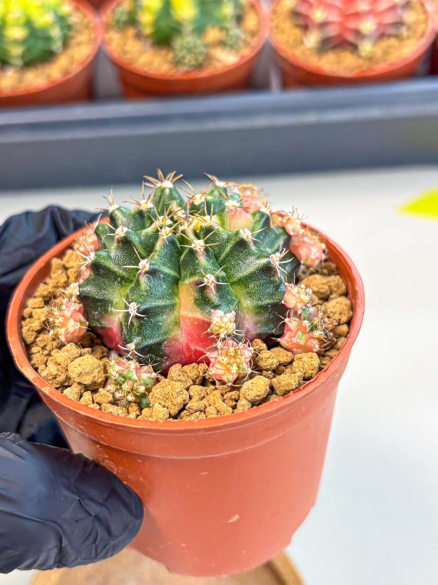 Gymnocalycium Bubble Gum (gy8) (y3) | Special Hybrid cactus