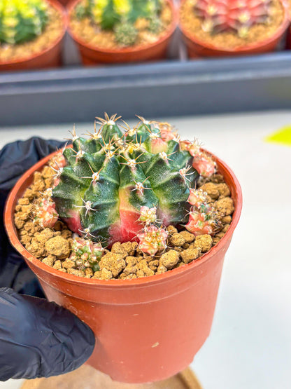Gymnocalycium Bubble Gum (gy8) (y3) | Special Hybrid cactus