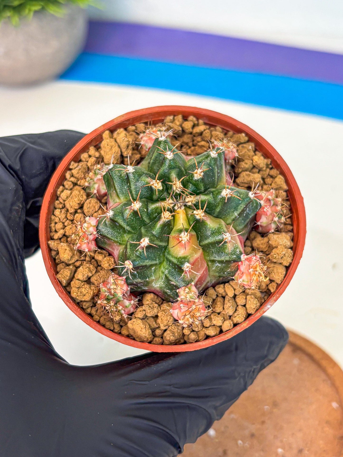 Gymnocalycium Bubble Gum (gy8) (y3) | Special Hybrid cactus