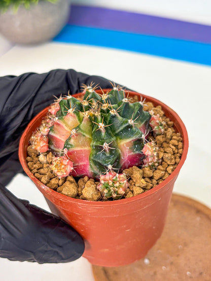 Gymnocalycium Bubble Gum (gy8) (y3) | Special Hybrid cactus