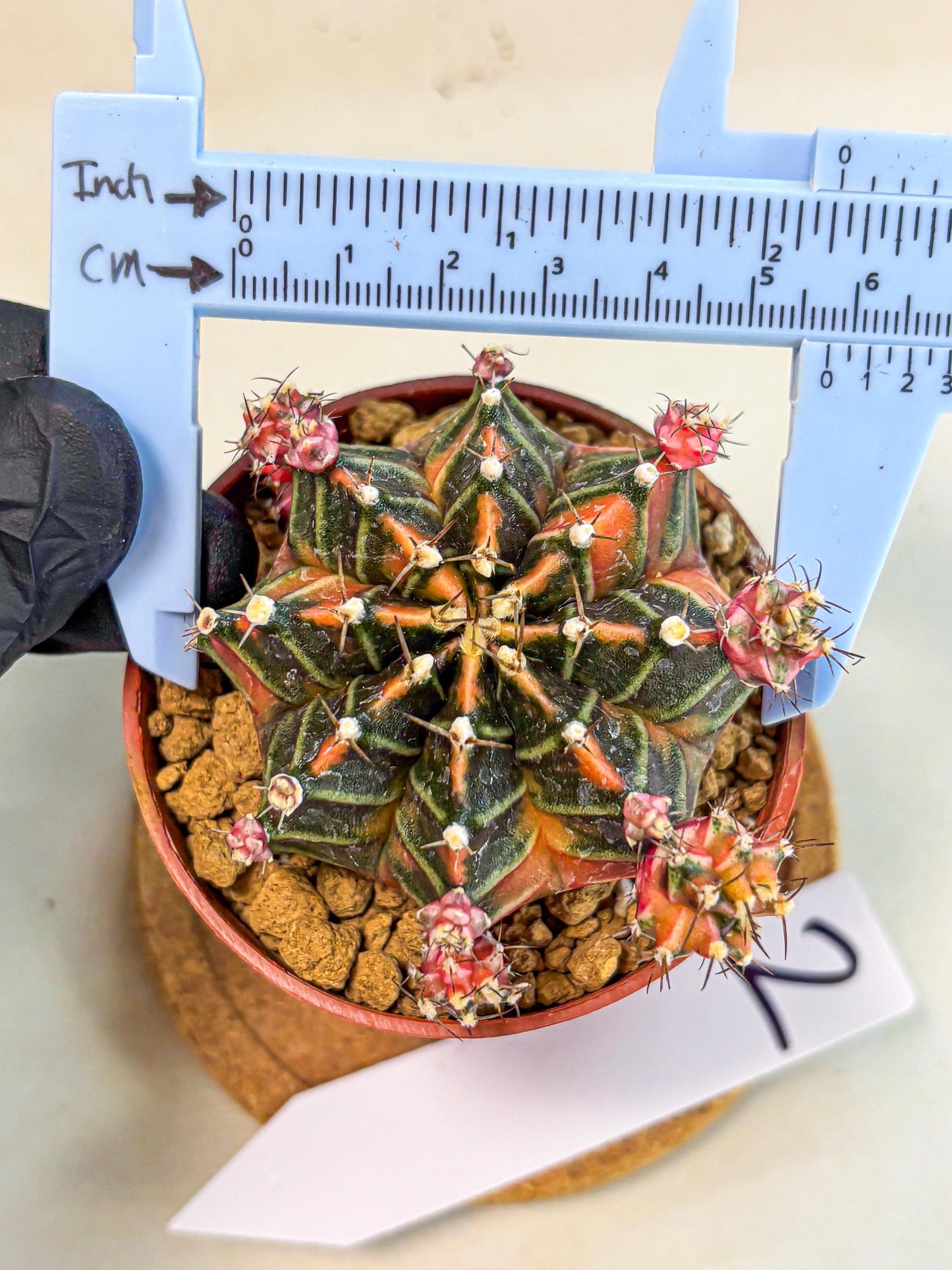 Gymnocalycium Garnet (gy8) (y2) | Variegated cactus