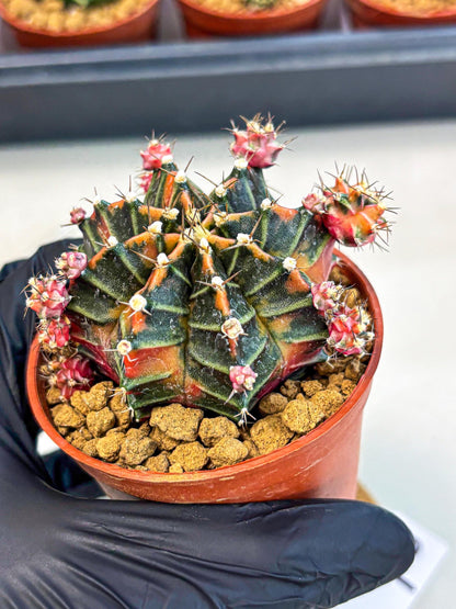 Gymnocalycium Garnet (gy8) (y2) | Variegated cactus