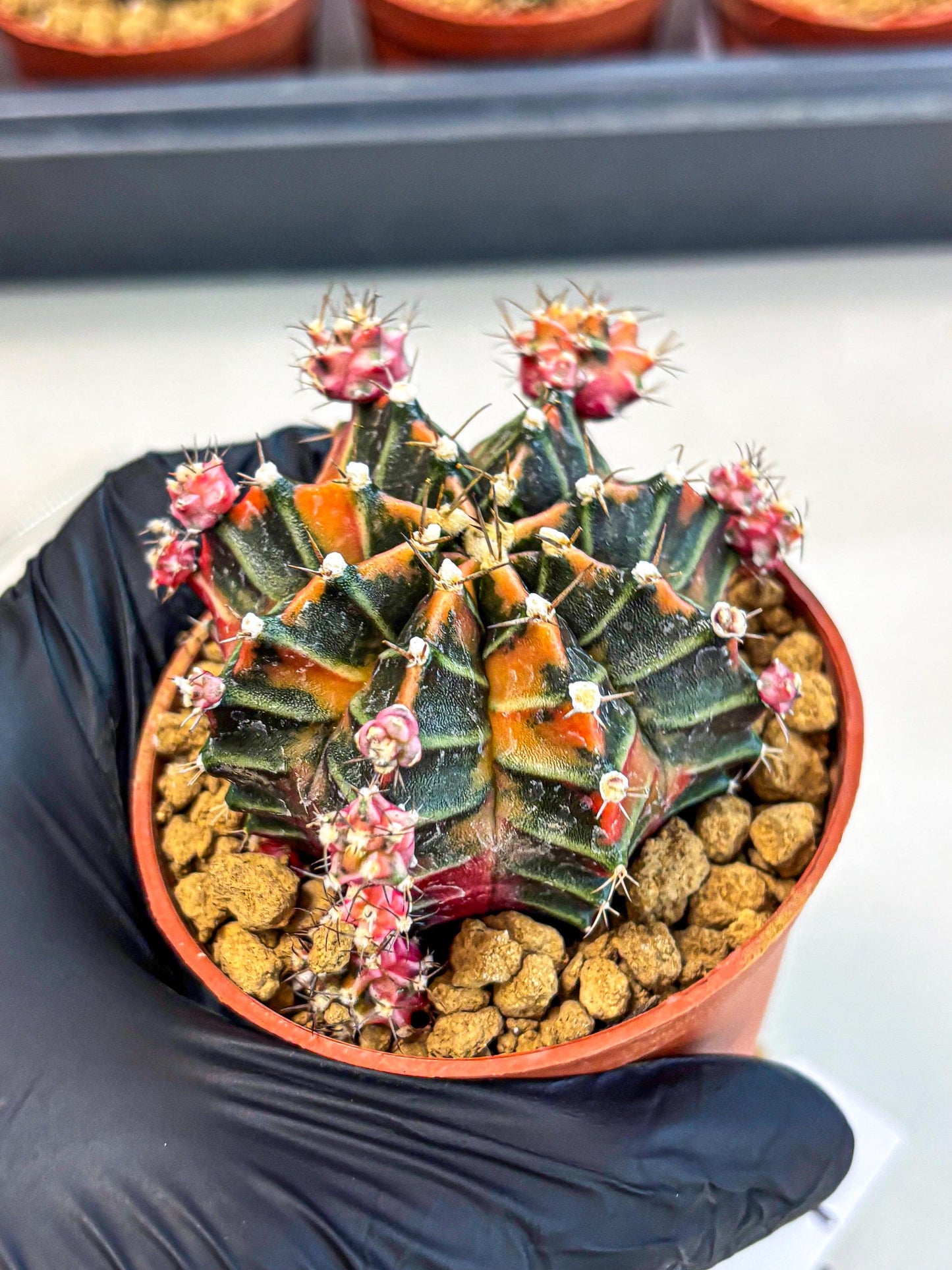 Gymnocalycium Garnet (gy8) (y2) | Variegated cactus