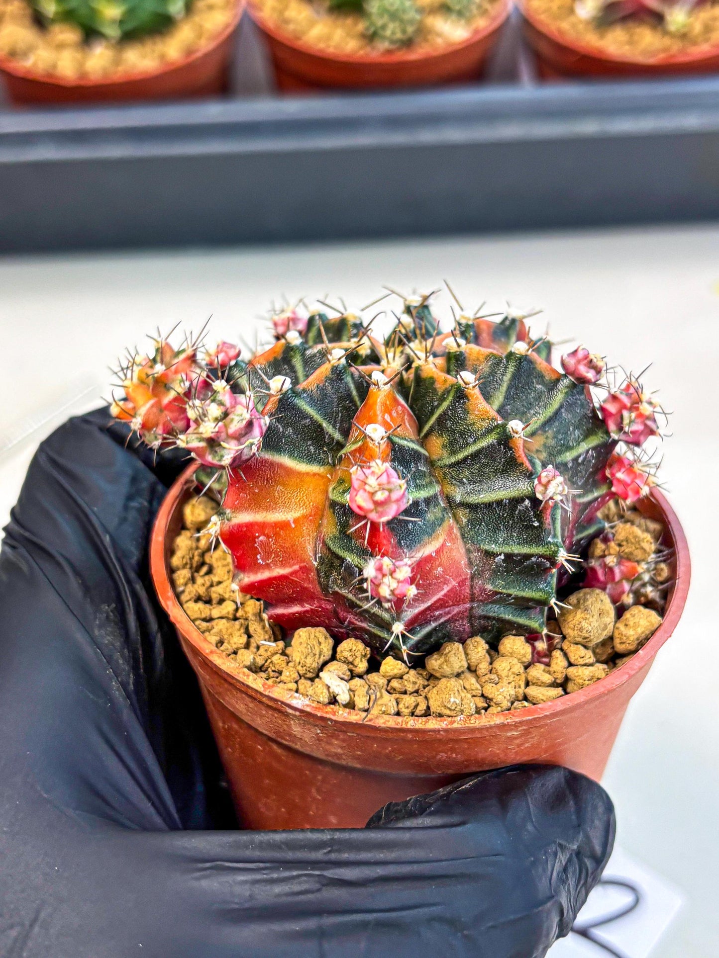 Gymnocalycium Garnet (gy8) (y2) | Variegated cactus