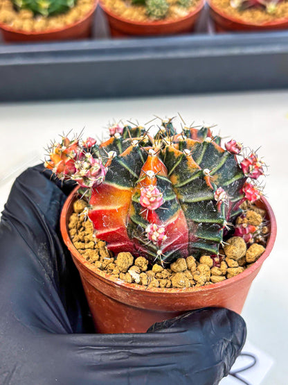 Gymnocalycium Garnet (gy8) (y2) | Variegated cactus