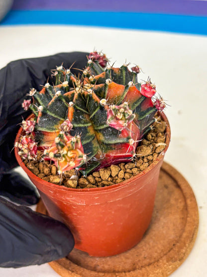 Gymnocalycium Garnet (gy8) (y2) | Variegated cactus