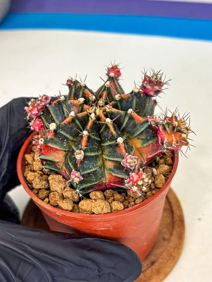 Gymnocalycium Garnet (gy8) (y2) | Variegated cactus
