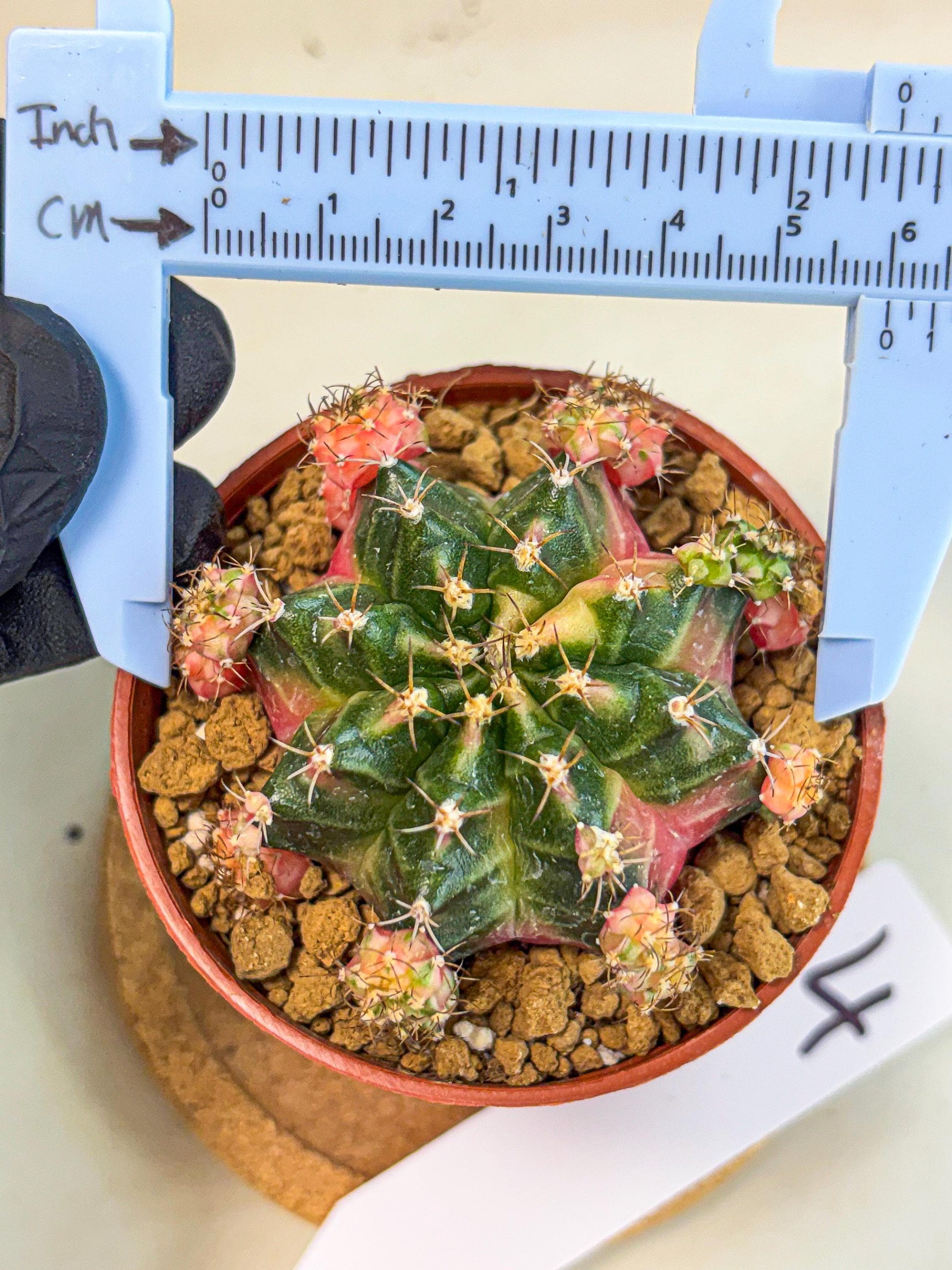 Gymnocalycium Bubble Gum (gy8) (y4) | Special Hybrid cactus
