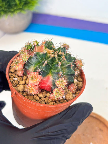 Gymnocalycium Bubble Gum (gy8) (y4) | Special Hybrid cactus