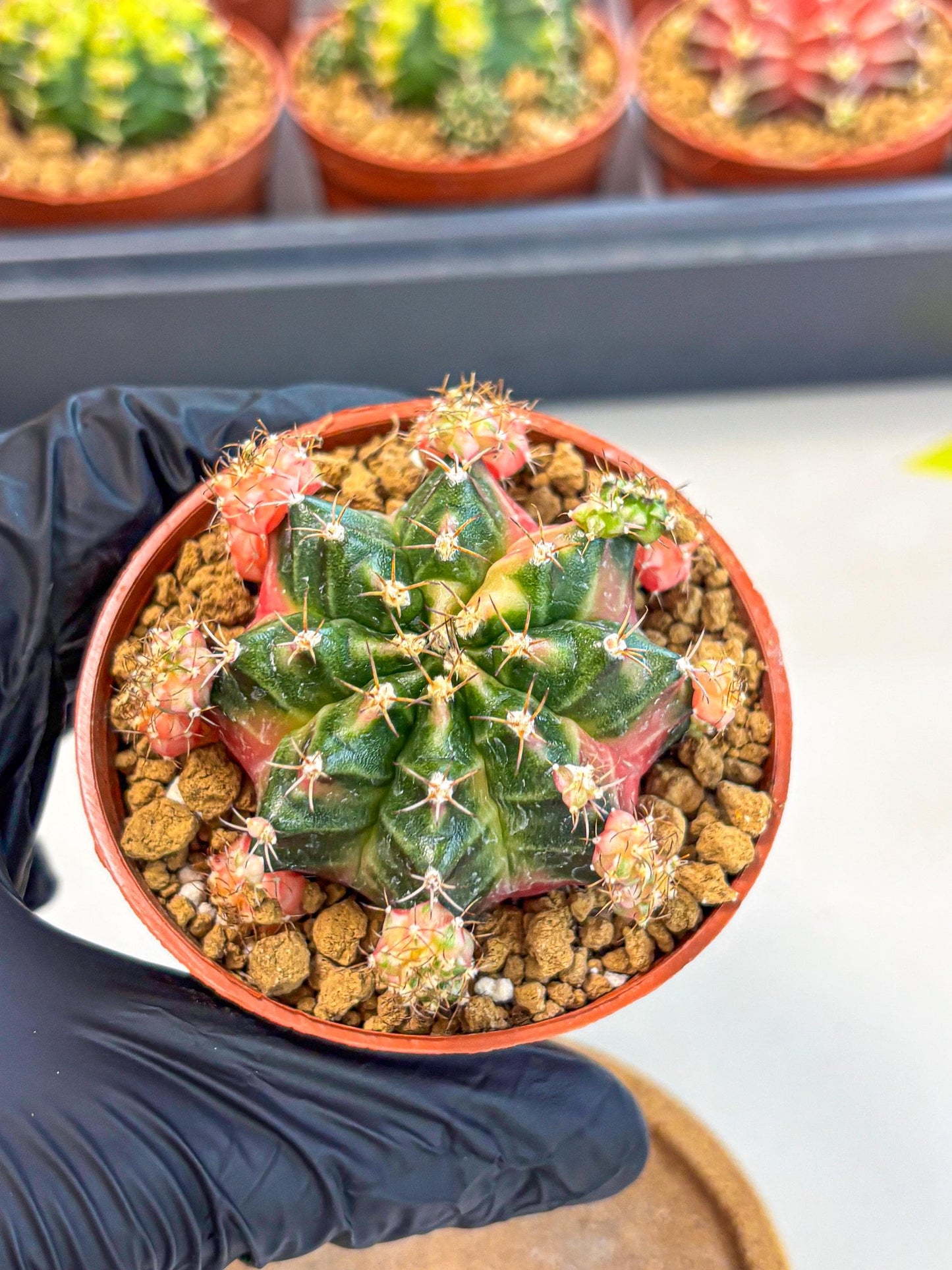 Gymnocalycium Bubble Gum (gy8) (y4) | Special Hybrid cactus