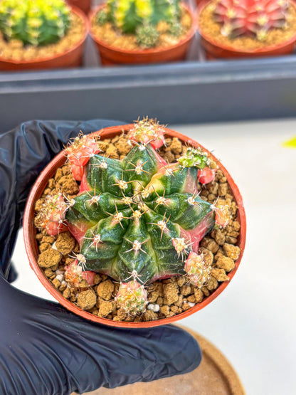 Gymnocalycium Bubble Gum (gy8) (y4) | Special Hybrid cactus