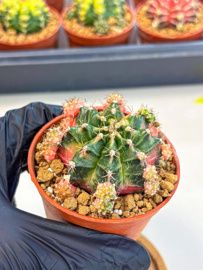 Gymnocalycium Bubble Gum (gy8) (y4) | Special Hybrid cactus