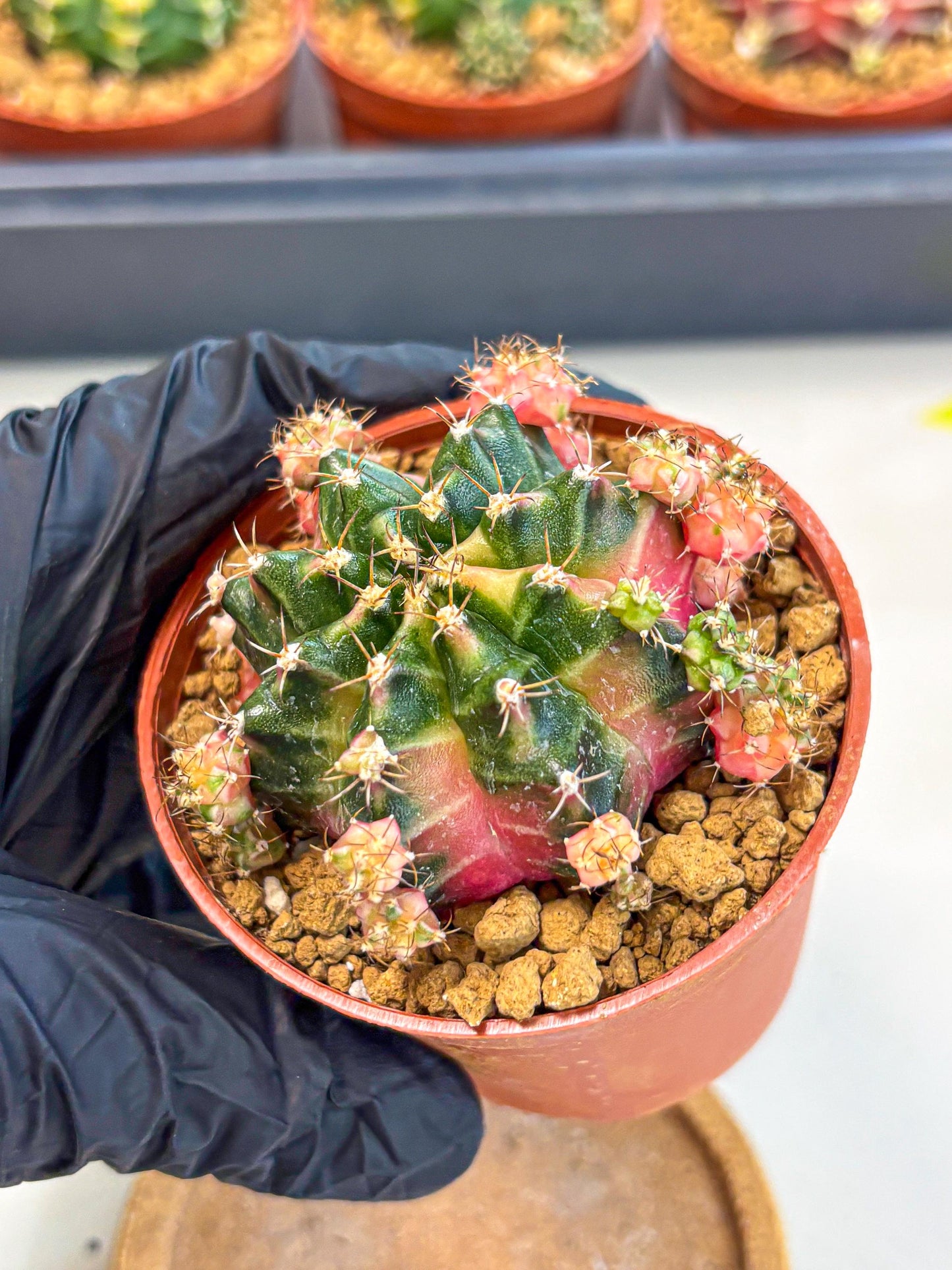 Gymnocalycium Bubble Gum (gy8) (y4) | Special Hybrid cactus