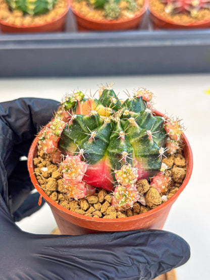 Gymnocalycium Bubble Gum (gy8) (y4) | Special Hybrid cactus