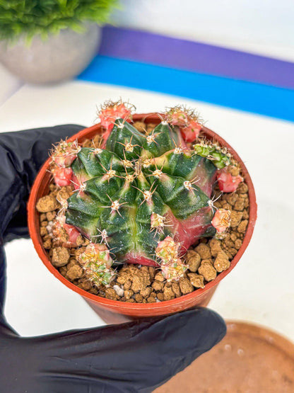 Gymnocalycium Bubble Gum (gy8) (y4) | Special Hybrid cactus
