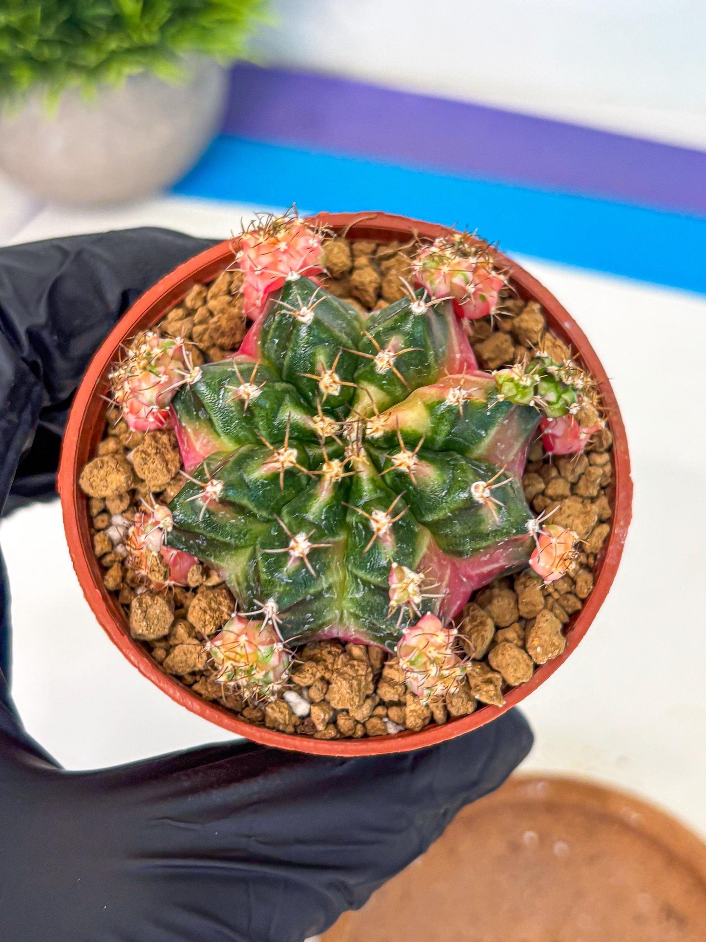 Gymnocalycium Bubble Gum (gy8) (y4) | Special Hybrid cactus