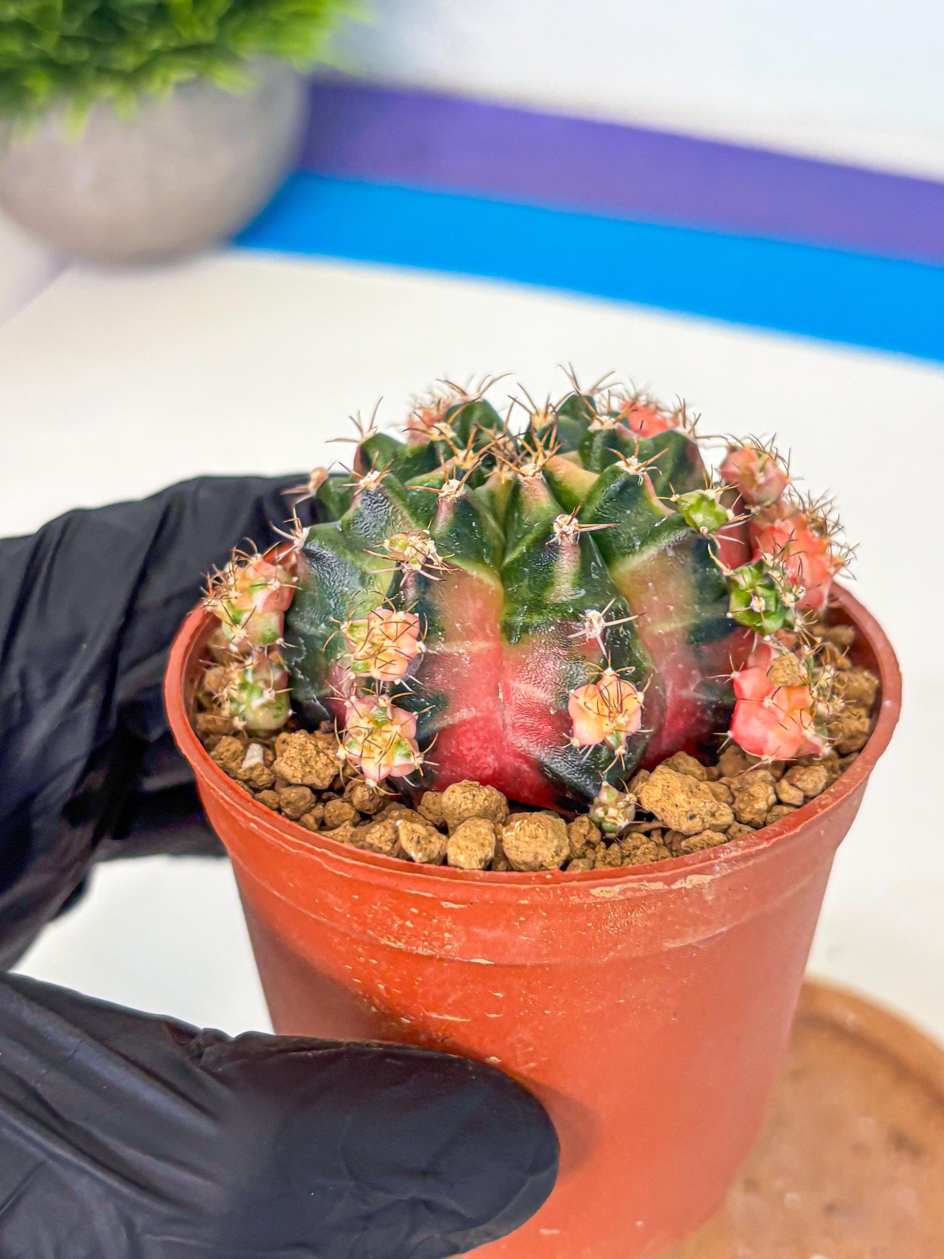 Gymnocalycium Bubble Gum (gy8) (y4) | Special Hybrid cactus