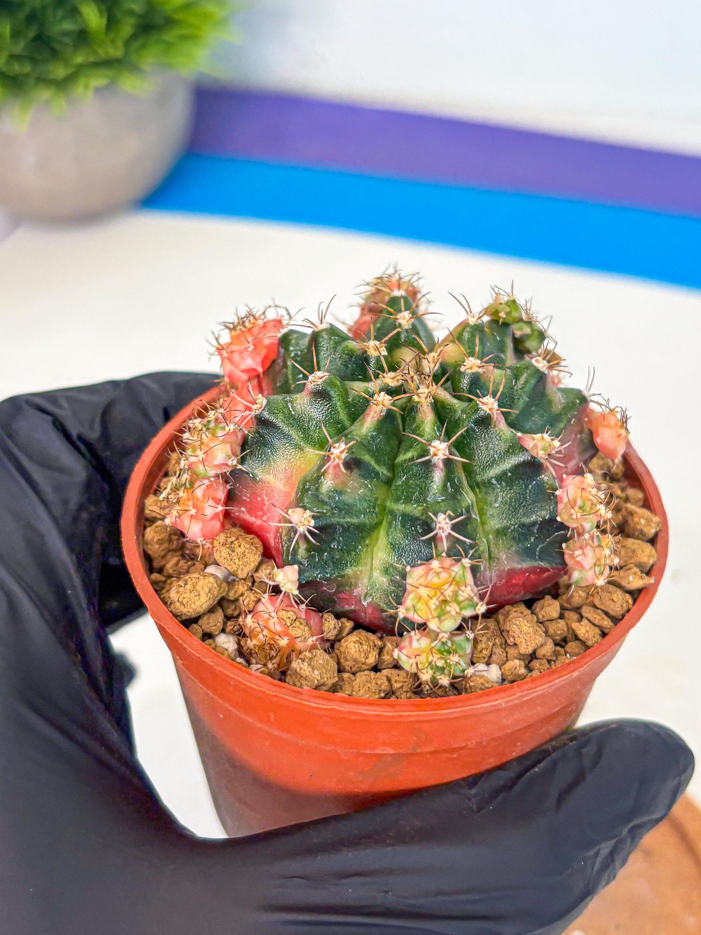 Gymnocalycium Bubble Gum (gy8) (y4) | Special Hybrid cactus
