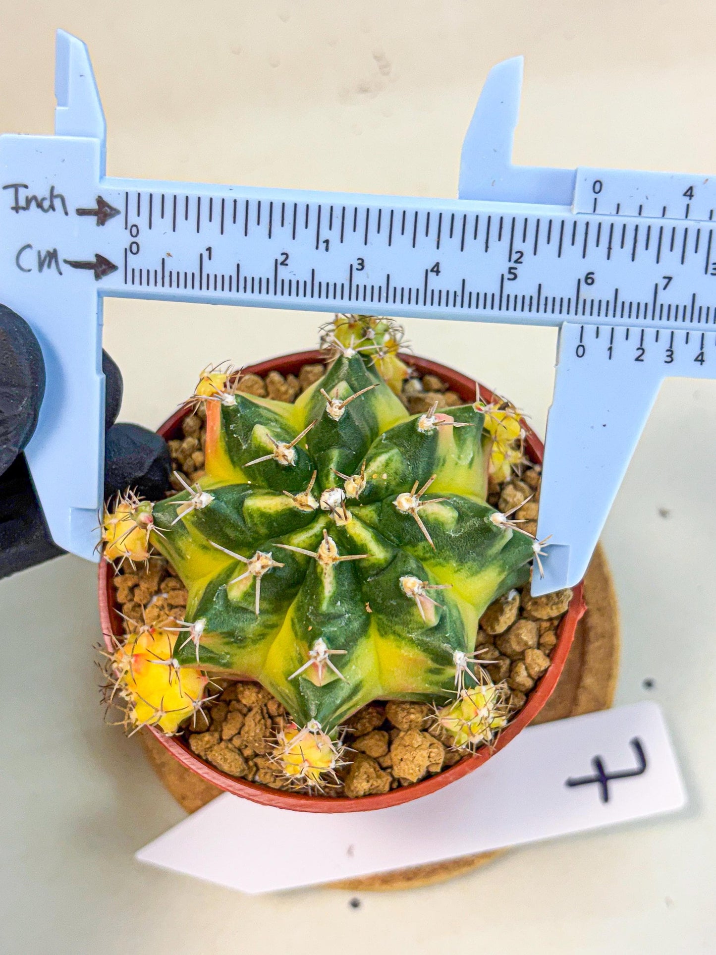 Gymnocalycium Luna (gy8) (y7) | Variegated cactus