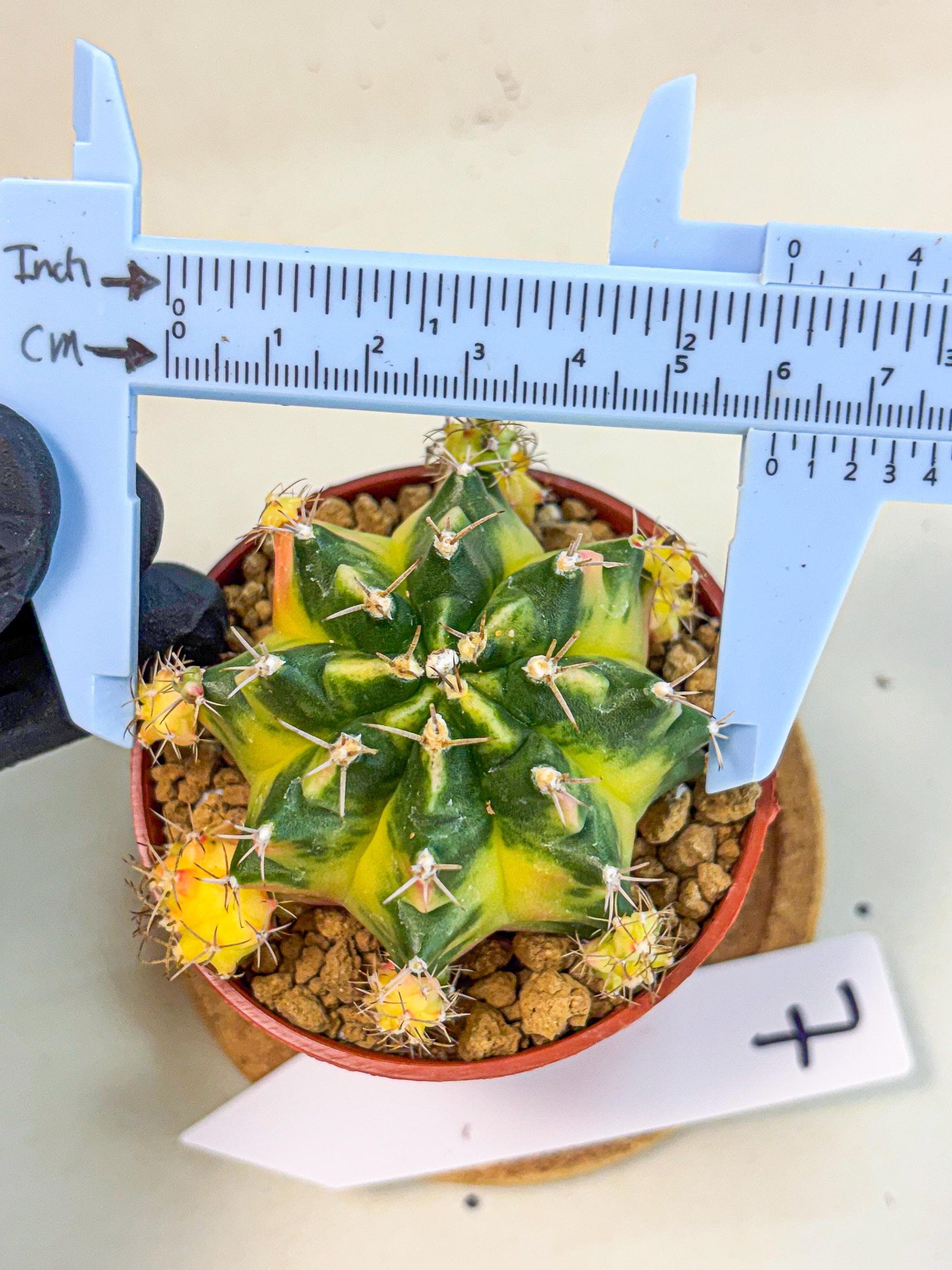 Gymnocalycium Luna (gy8) (y7) | Variegated cactus