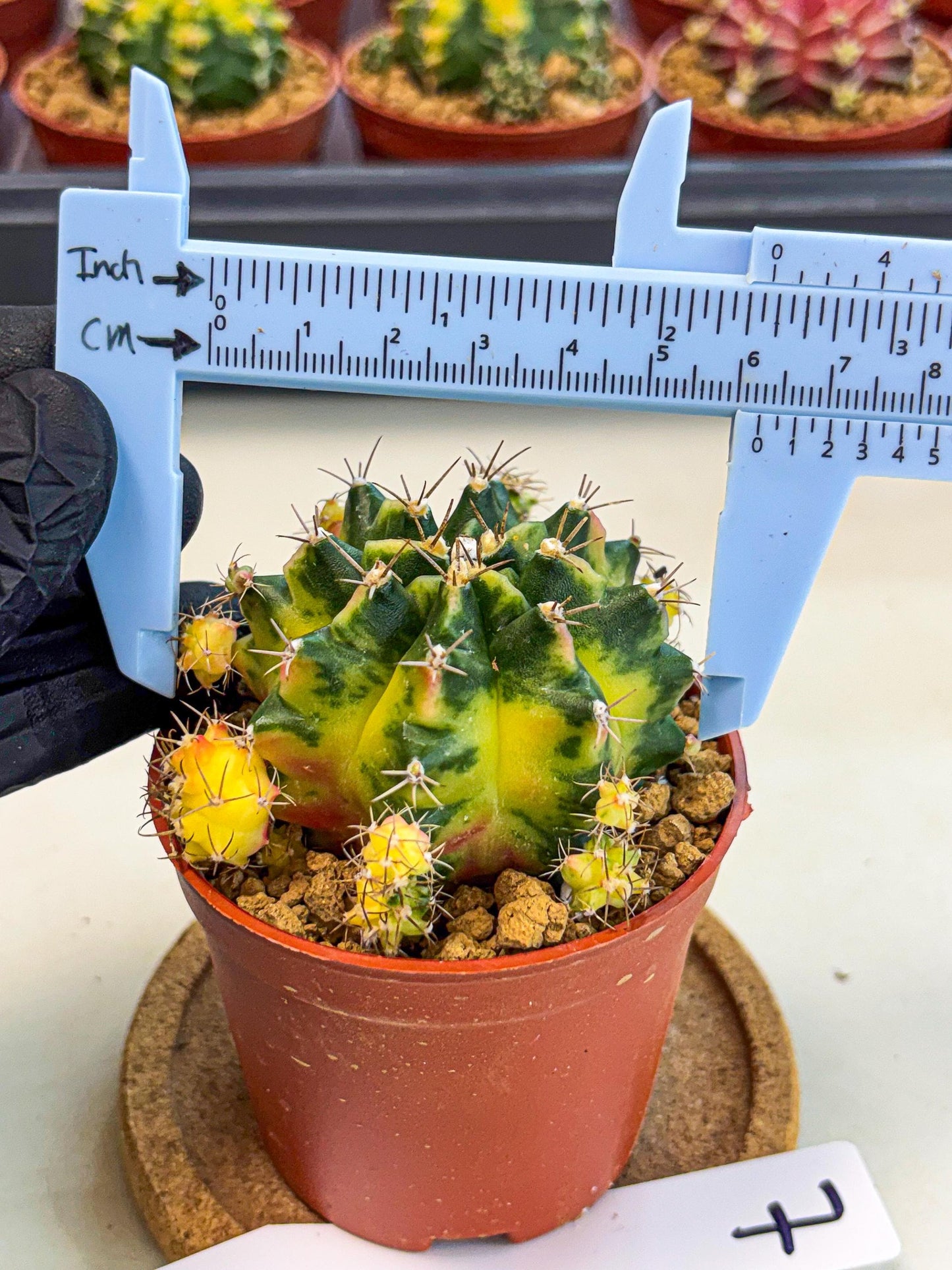 Gymnocalycium Luna (gy8) (y7) | Variegated cactus