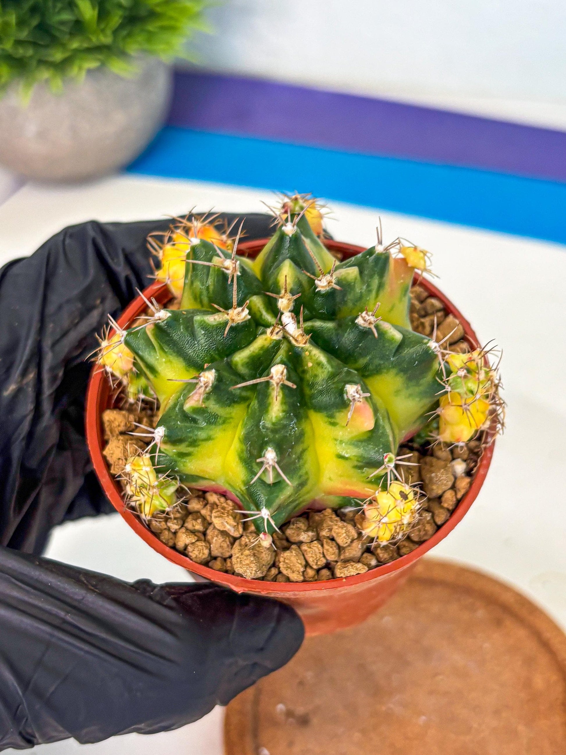 Gymnocalycium Luna (gy8) (y7) | Variegated cactus