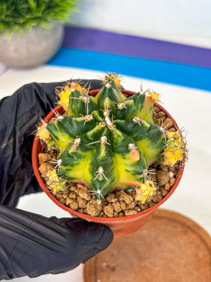 Gymnocalycium Luna (gy8) (y7) | Variegated cactus