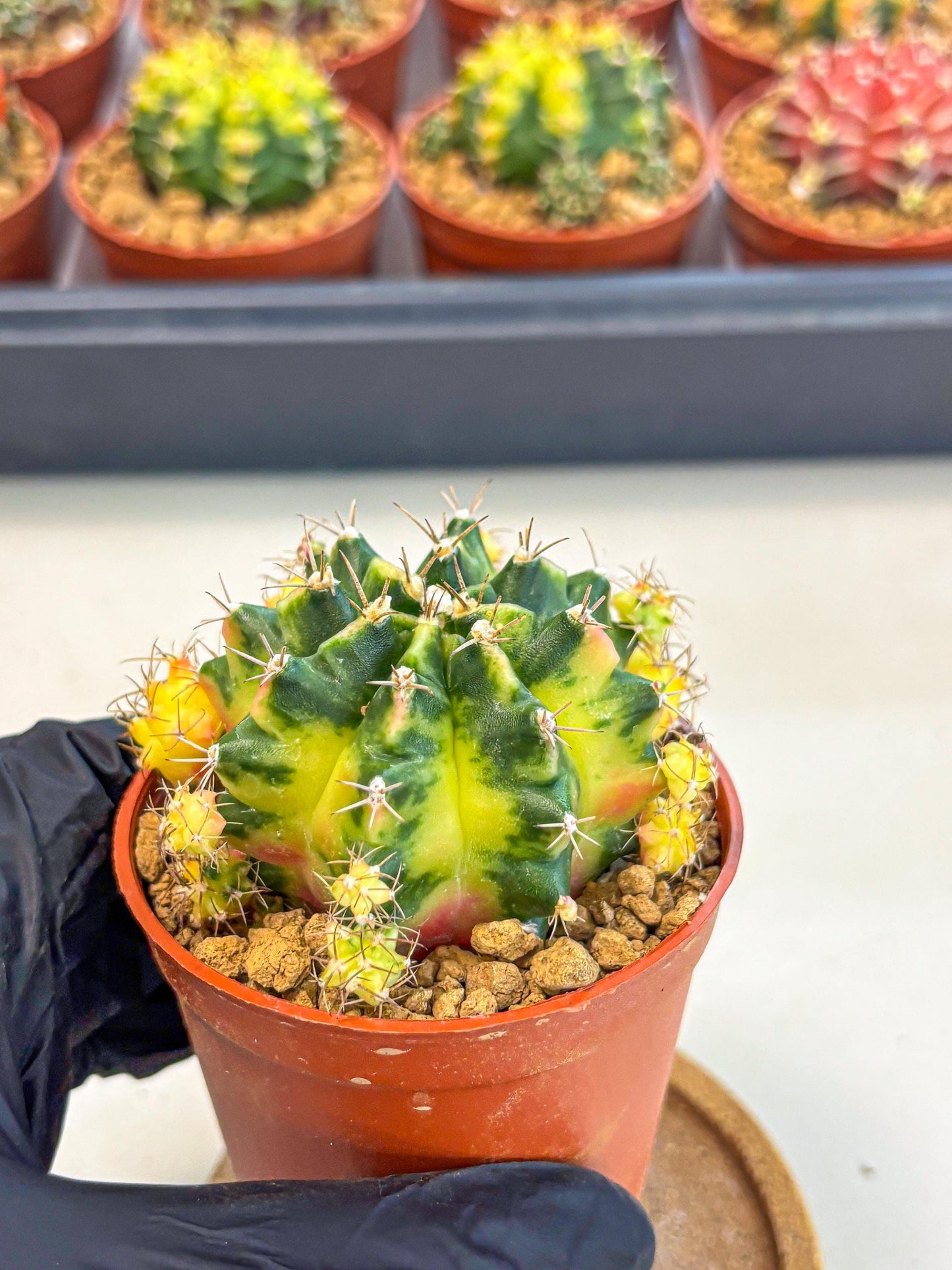 Gymnocalycium Luna (gy8) (y7) | Variegated cactus