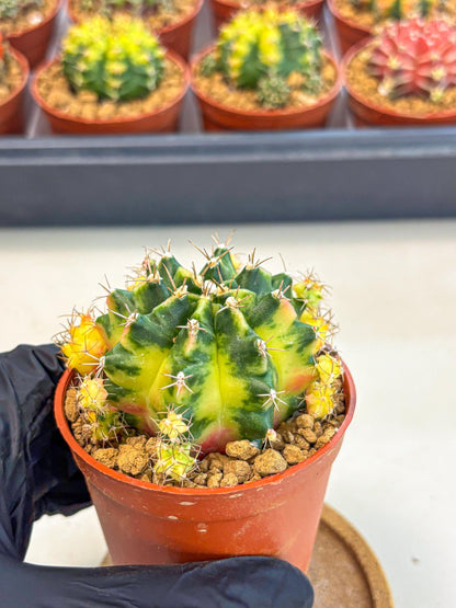 Gymnocalycium Luna (gy8) (y7) | Variegated cactus