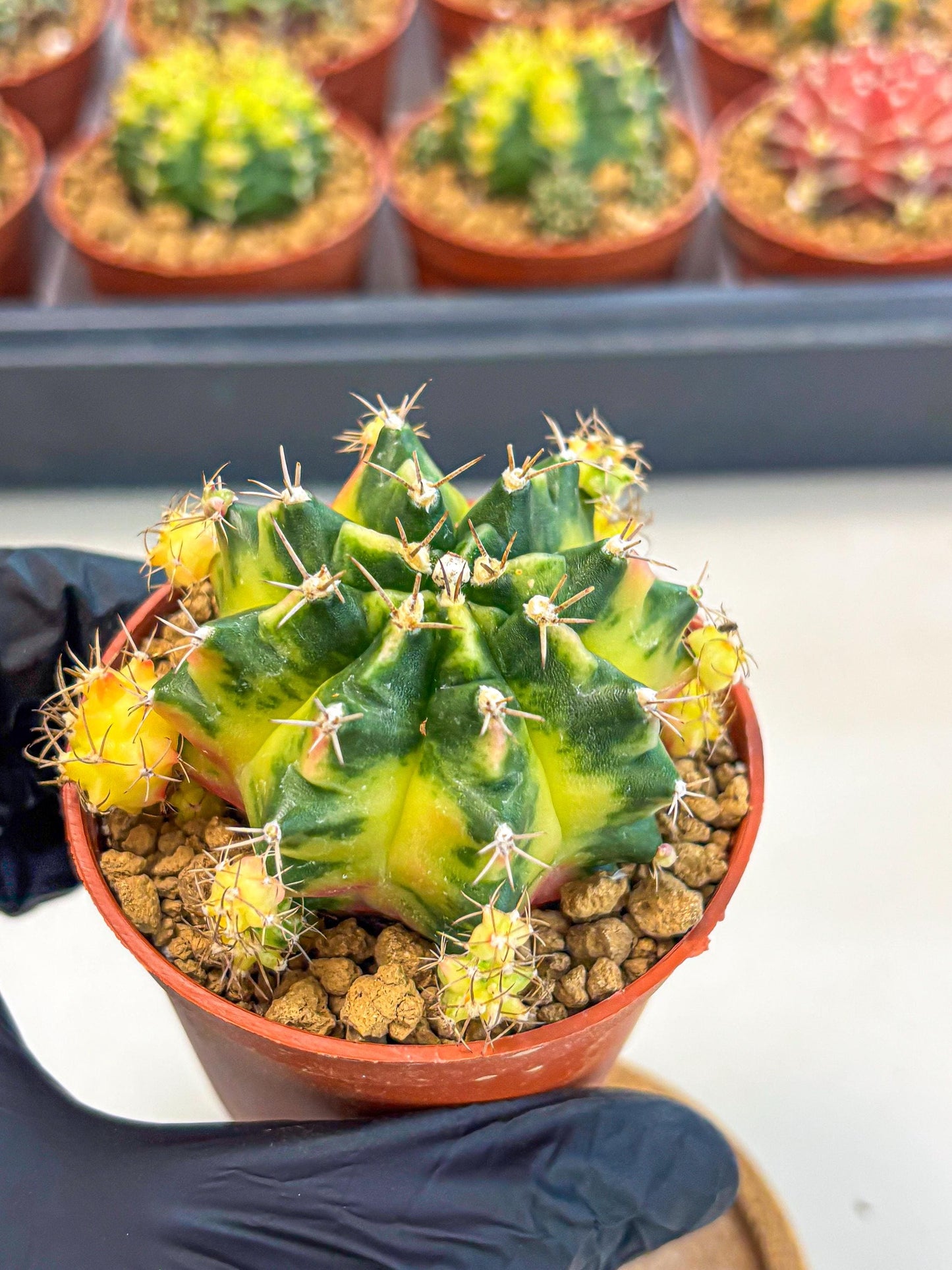 Gymnocalycium Luna (gy8) (y7) | Variegated cactus