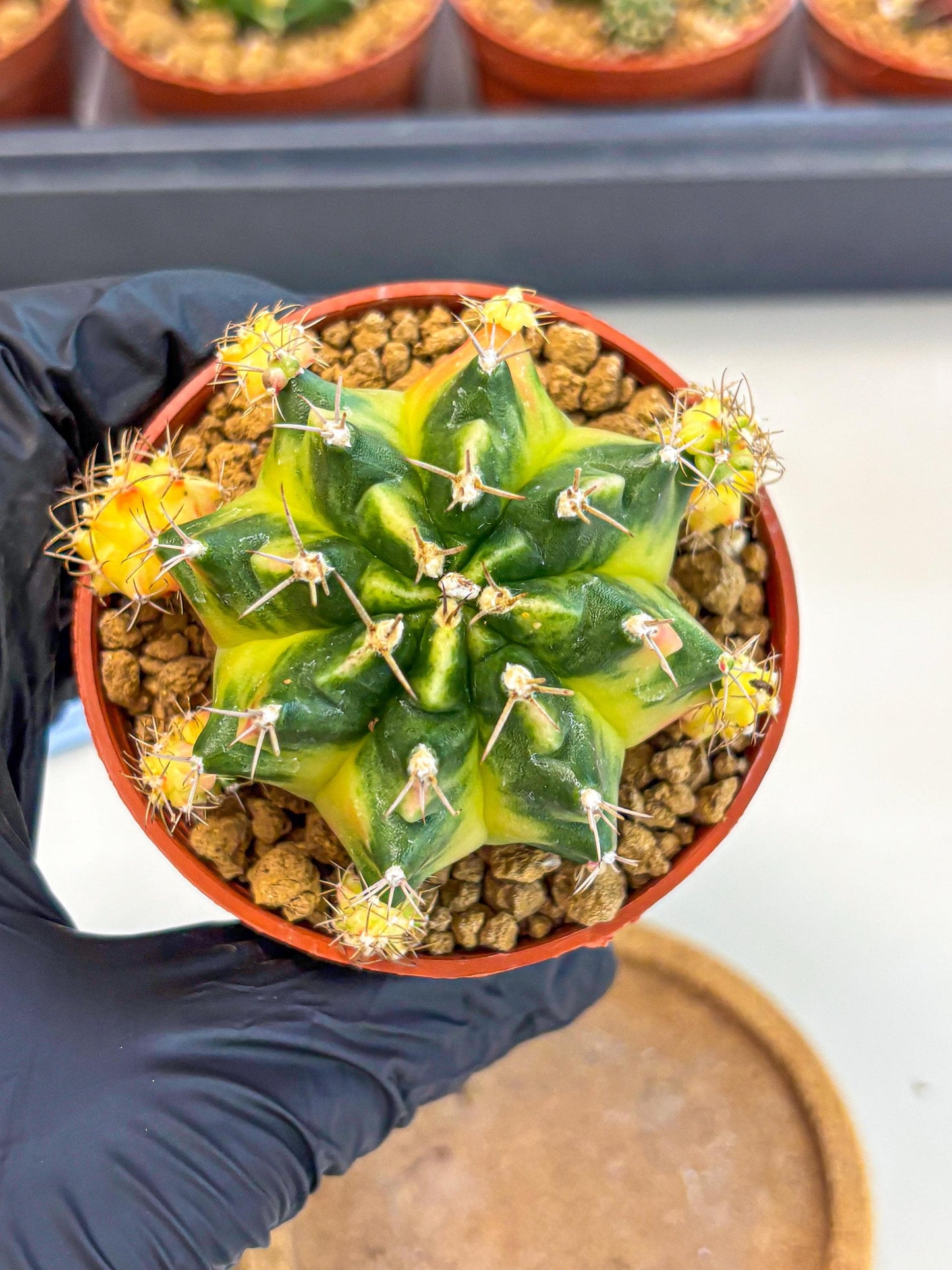Gymnocalycium Luna (gy8) (y7) | Variegated cactus