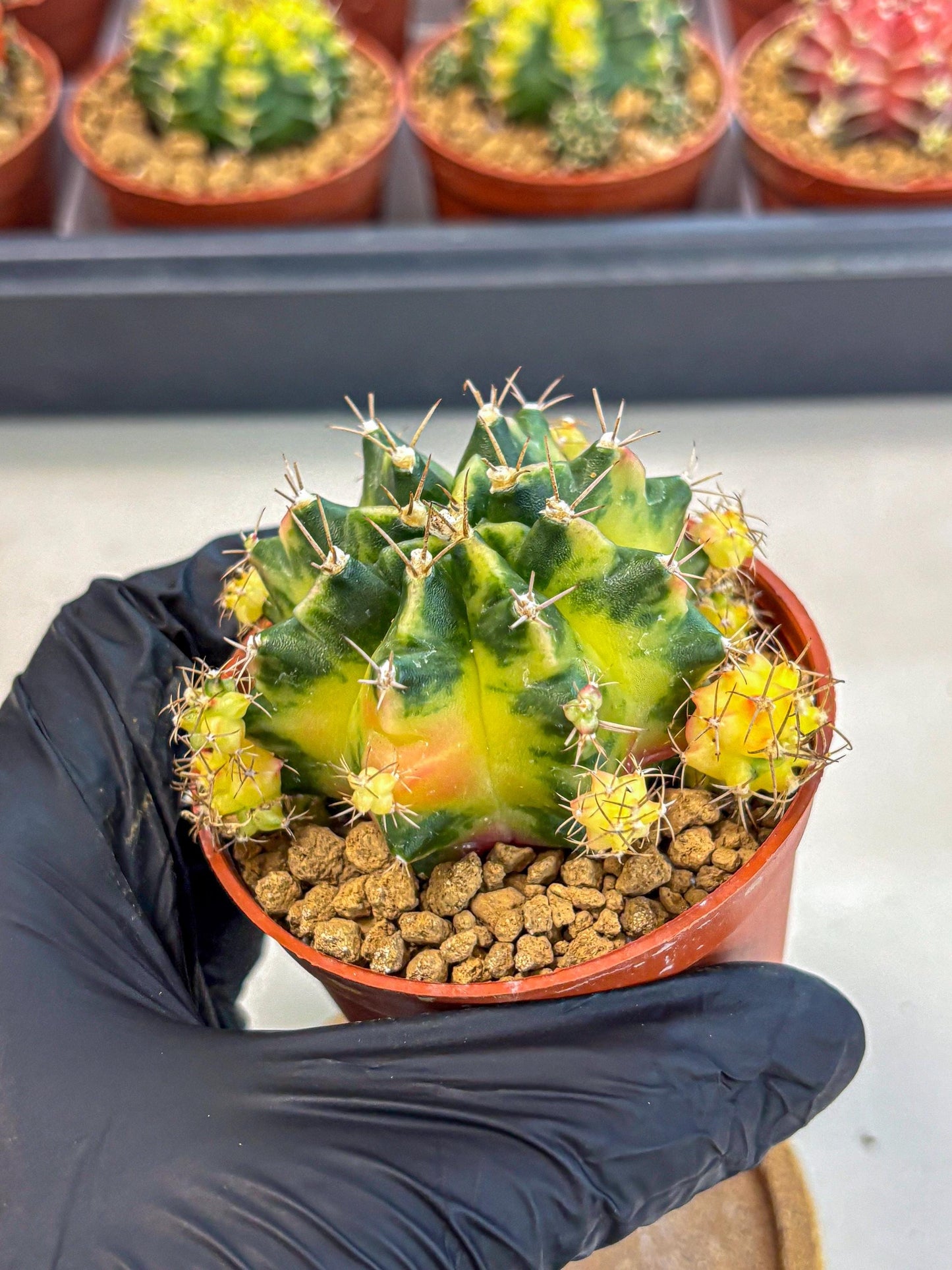 Gymnocalycium Luna (gy8) (y7) | Variegated cactus