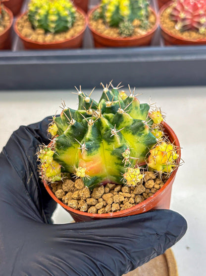 Gymnocalycium Luna (gy8) (y7) | Variegated cactus