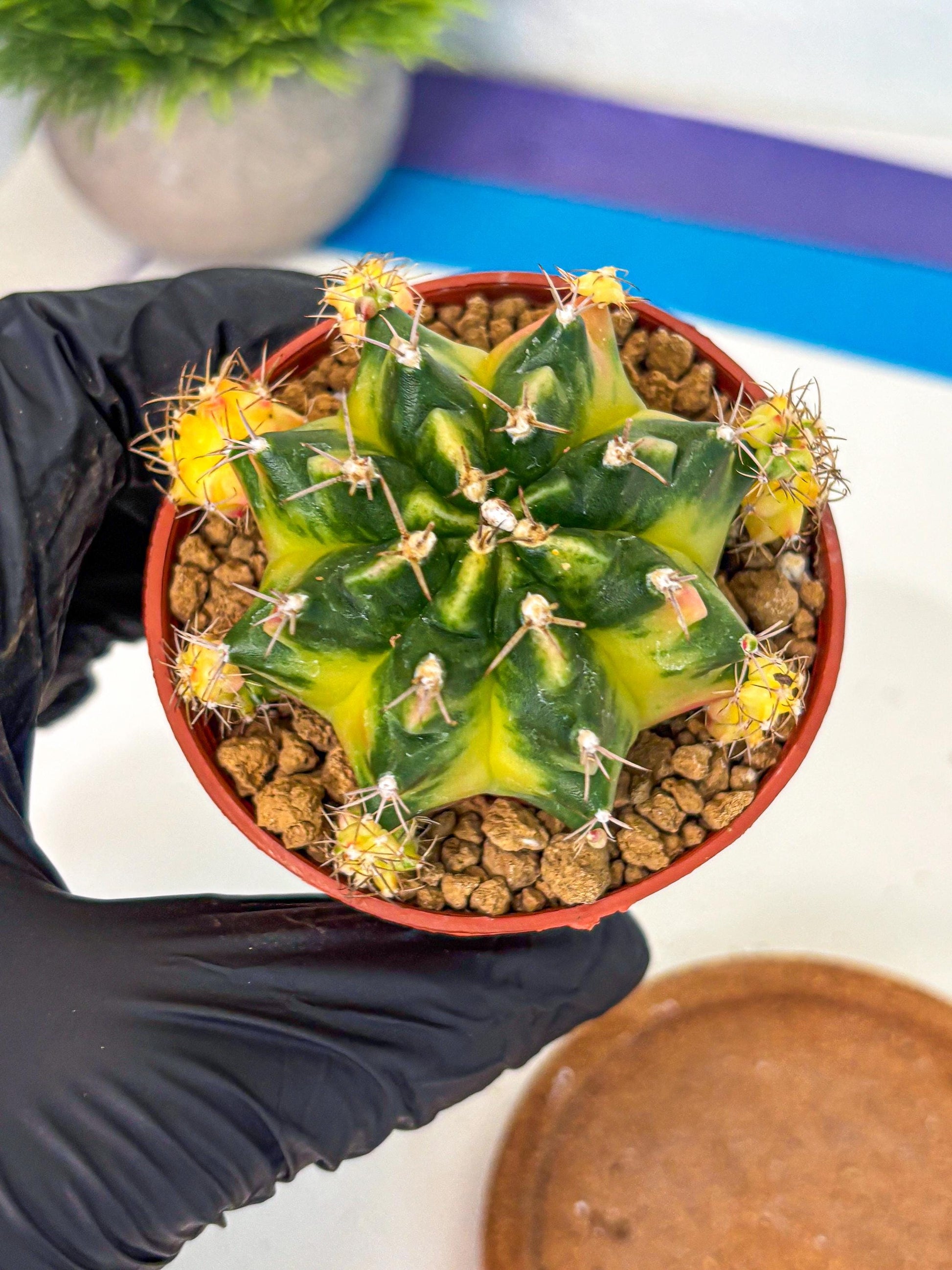 Gymnocalycium Luna (gy8) (y7) | Variegated cactus