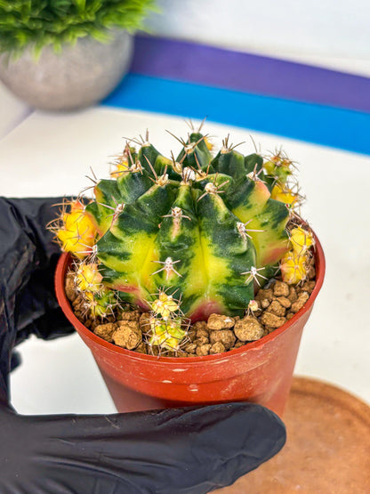 Gymnocalycium Luna (gy8) (y7) | Variegated cactus